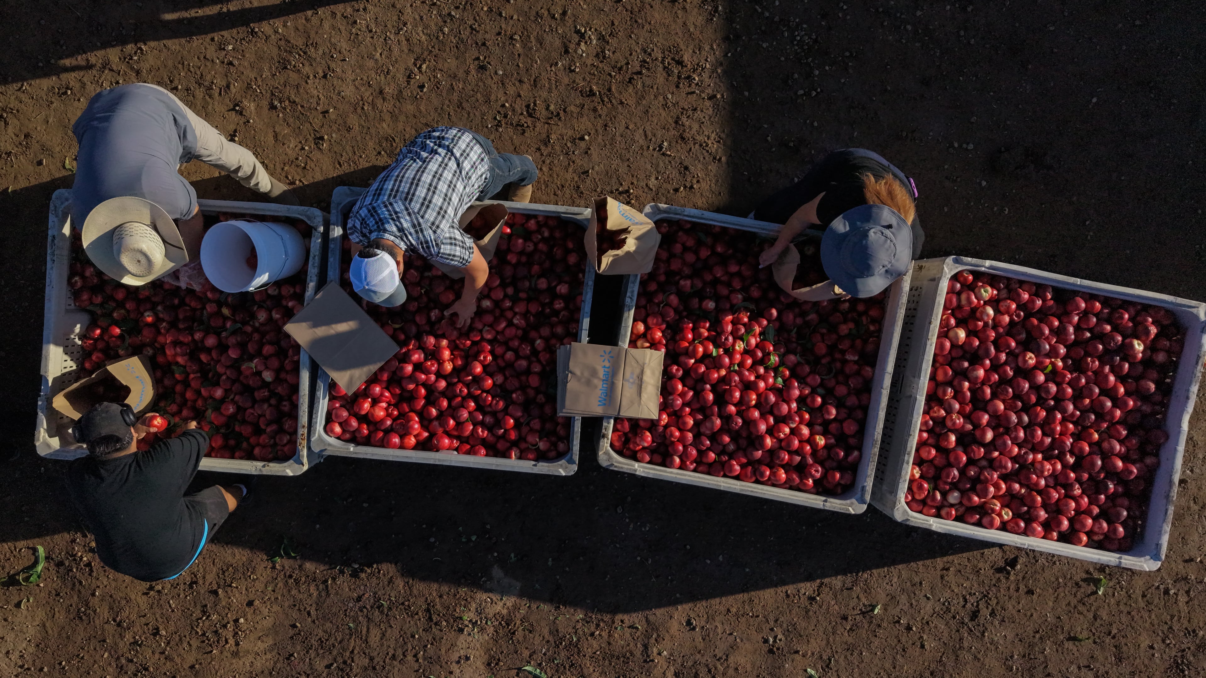 Family members and volunteers bag nectarines during a free giveaway at Cesar Mora's orchard in Reedley, Calif., Wednesday, July 1, 2026, amid an ongoing contract dispute over the crop. (AP Photo/Jae C. Hong)