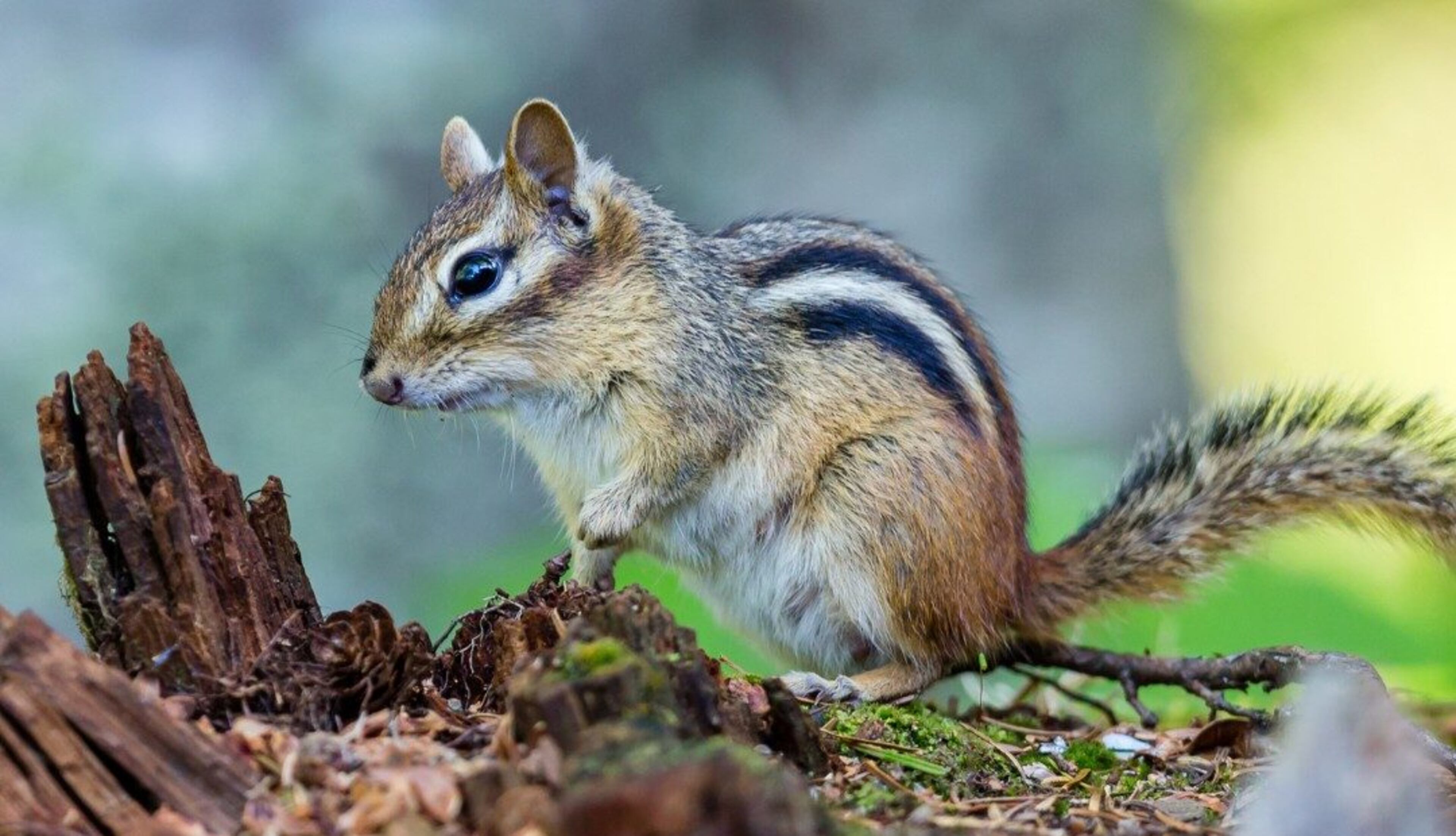 Young nature lovers can explore the creatures that call the outdoors home during Critter Chronicles at the Dunwoody Nature Center on Sunday. (Sourtesy of Dunwoody Nature Center)
