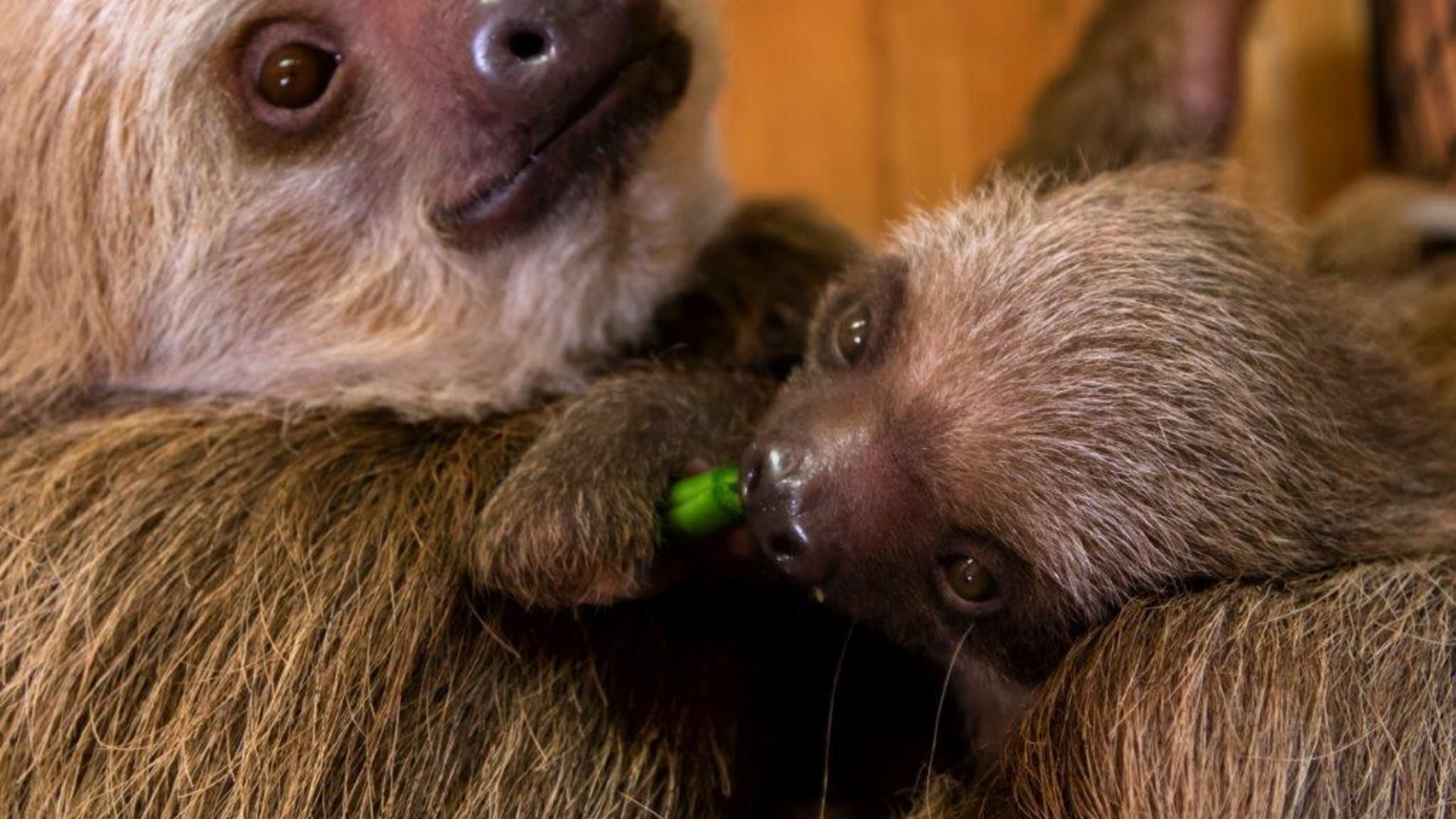 Bonnie, the mama sloth (left) and her new baby are currently relaxing behind the scenes at Zoo Atlanta. The infant, born four months ago, will get a name with the help of the public. CONTRIBUTED: ZOO ATLANTA