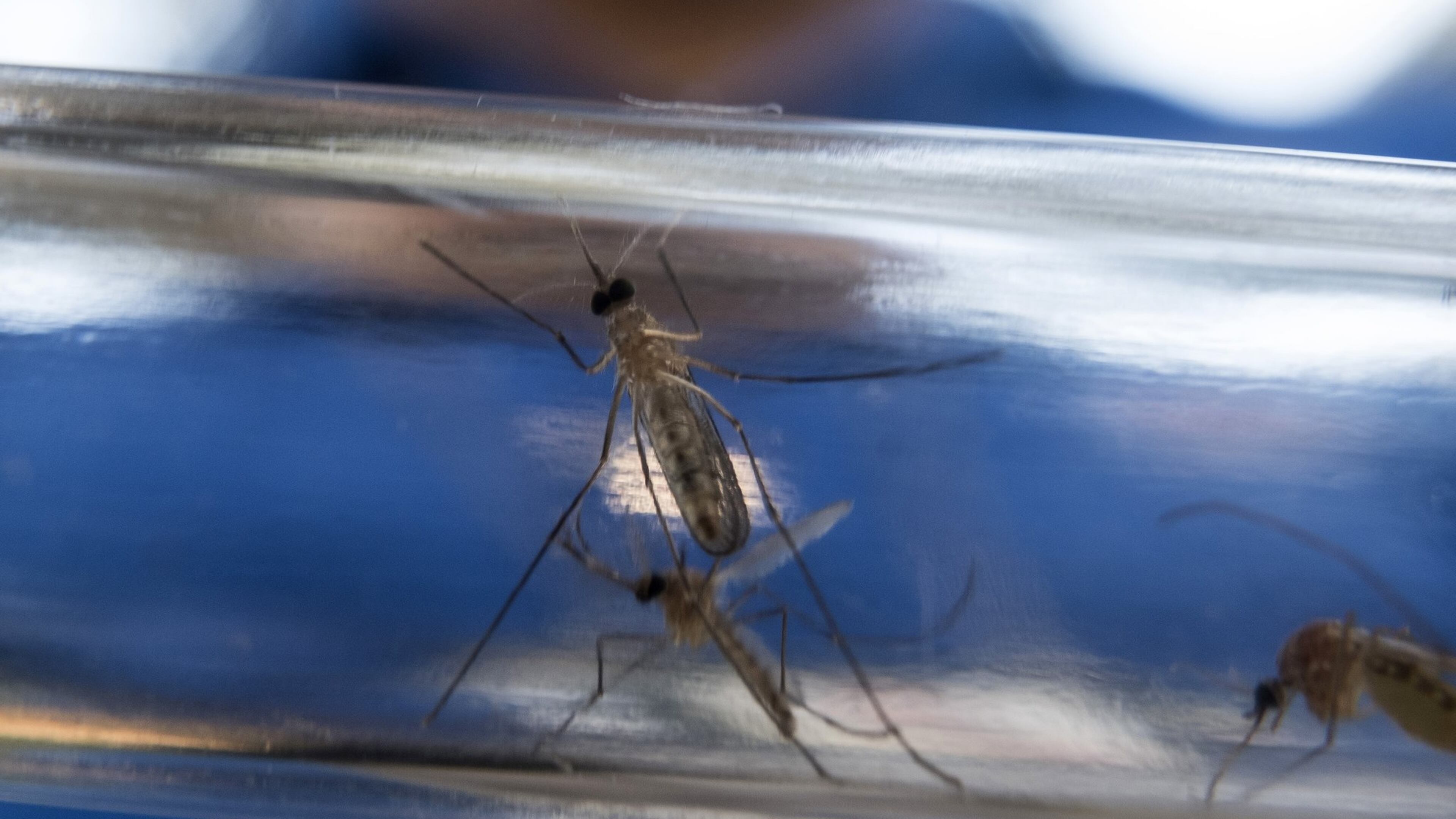 A batch of different types of mosquito breeds are seen after being collected by City of Austin’s Danny Gonzalez. RODOLFO GONZALEZ / AUSTIN AMERICAN-STATESMAN 2016