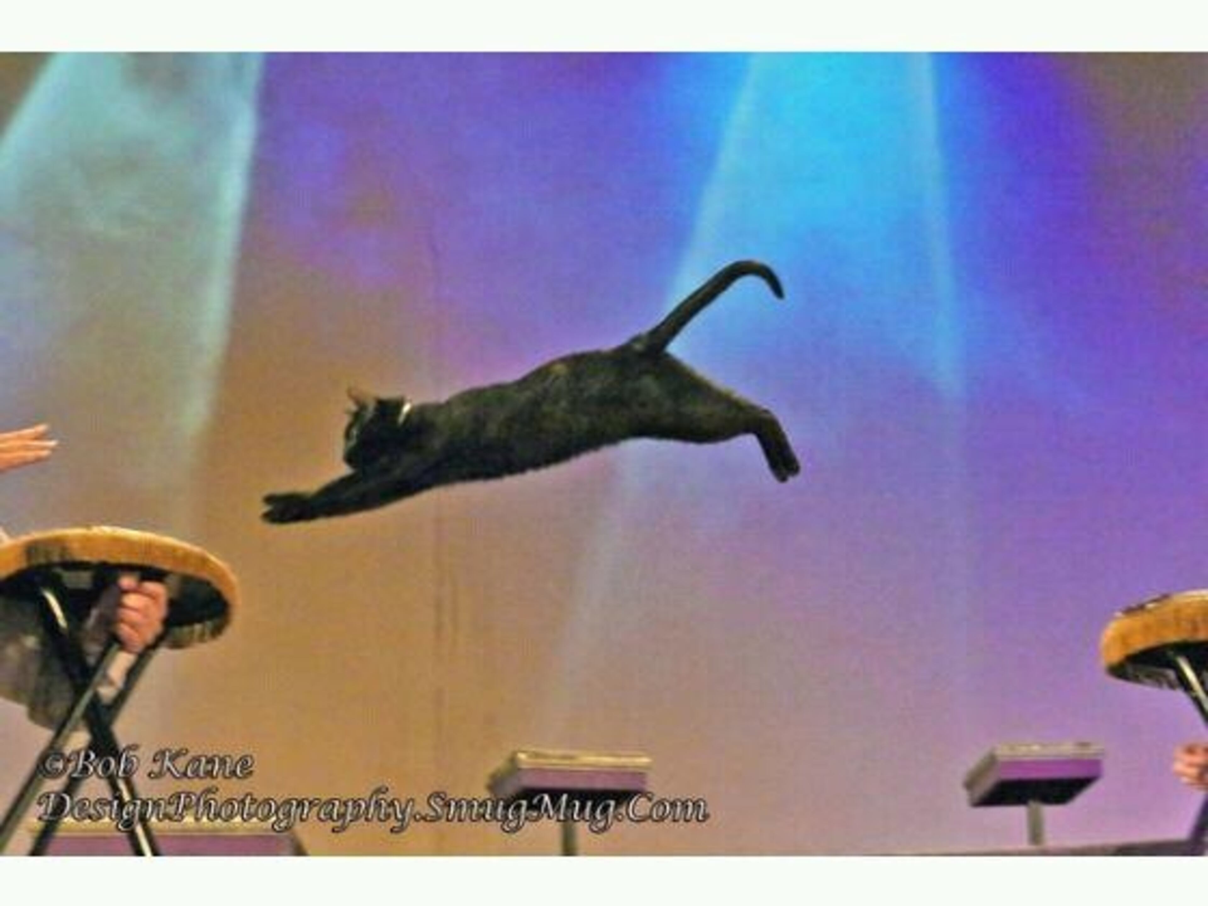 The Amazing Acro-Cats fly through the air with the greatest of ease….