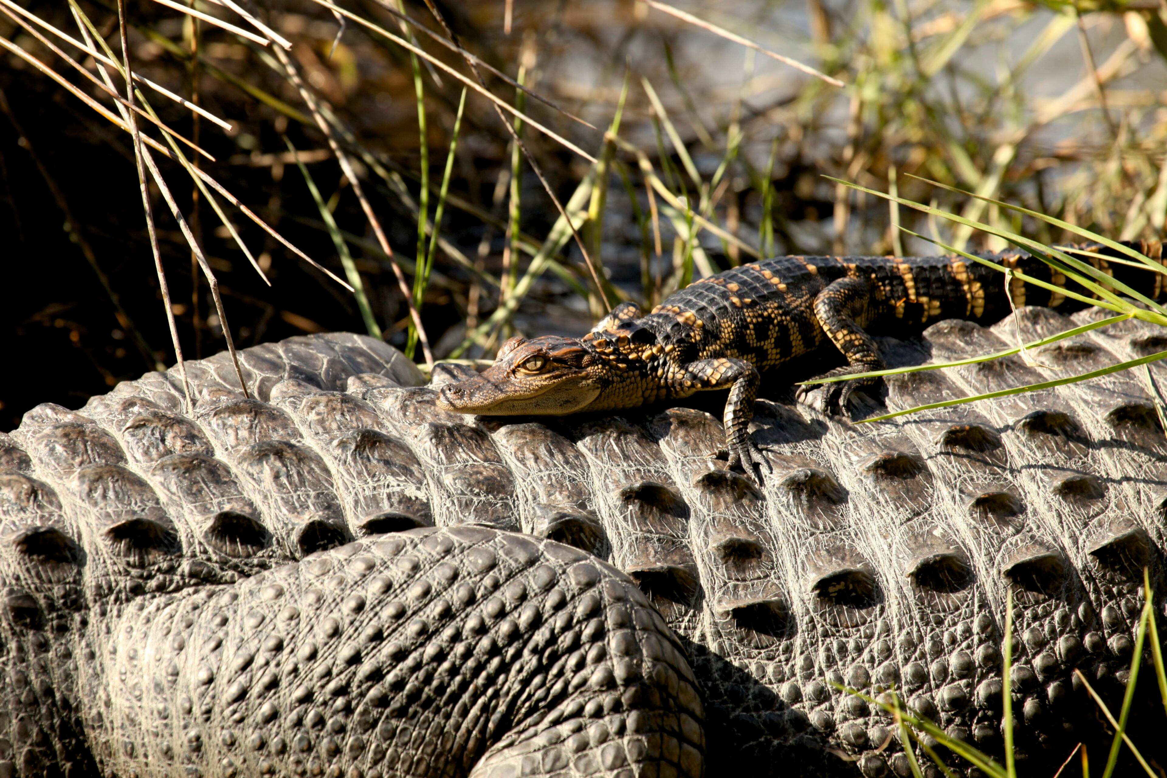 Here are some more photos of Little St. Simons Island. They were taken by Britt Brown, Naturalist with The Lodge on Little St. Simons Island. http://brittleebrown.wix.com/photography