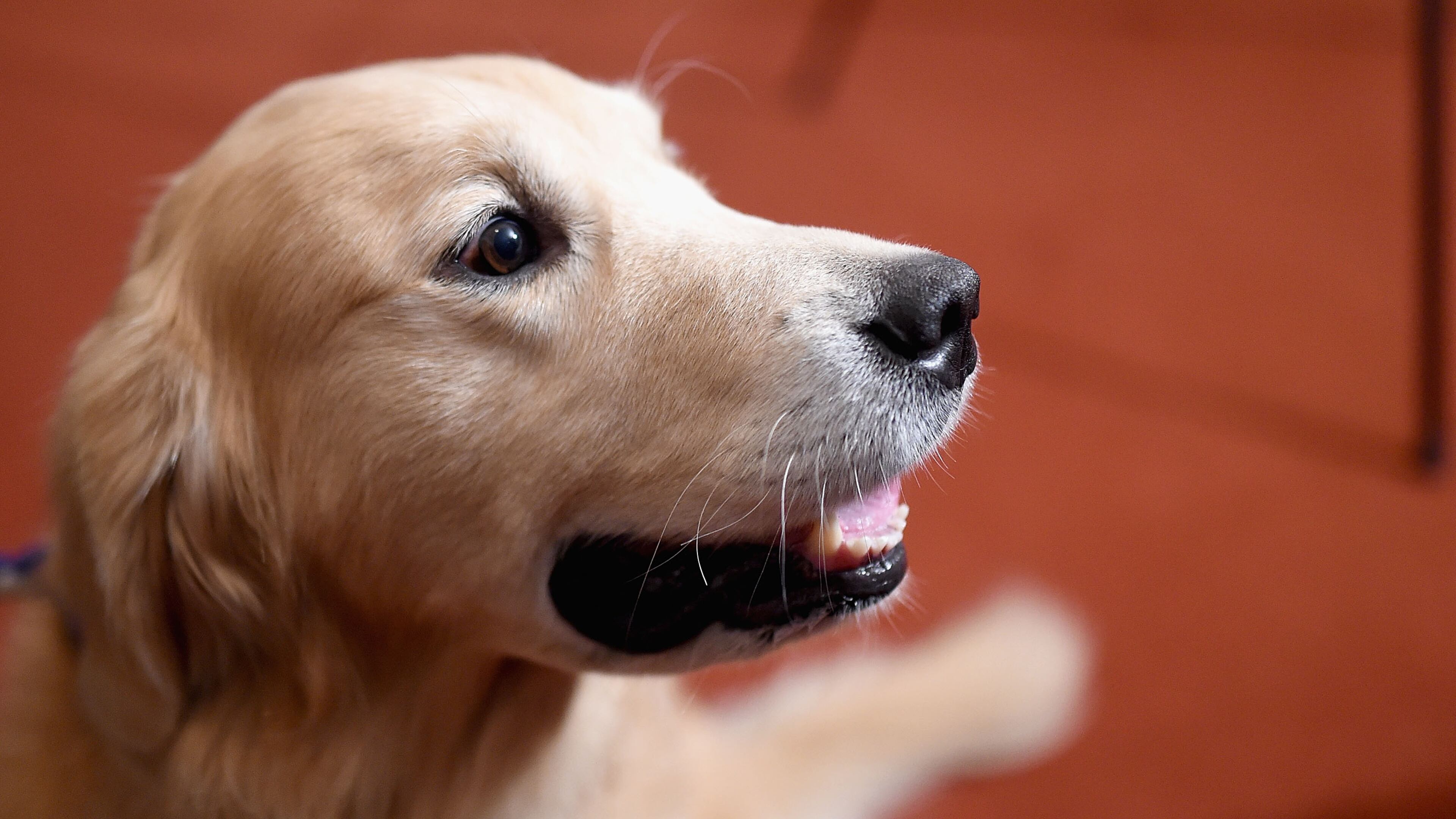 Texas Children's therapy dog, Elsa, a golden retriever (not pictured), visited patients for Valentine's Day. (Photo by Jamie McCarthy/Getty Images)