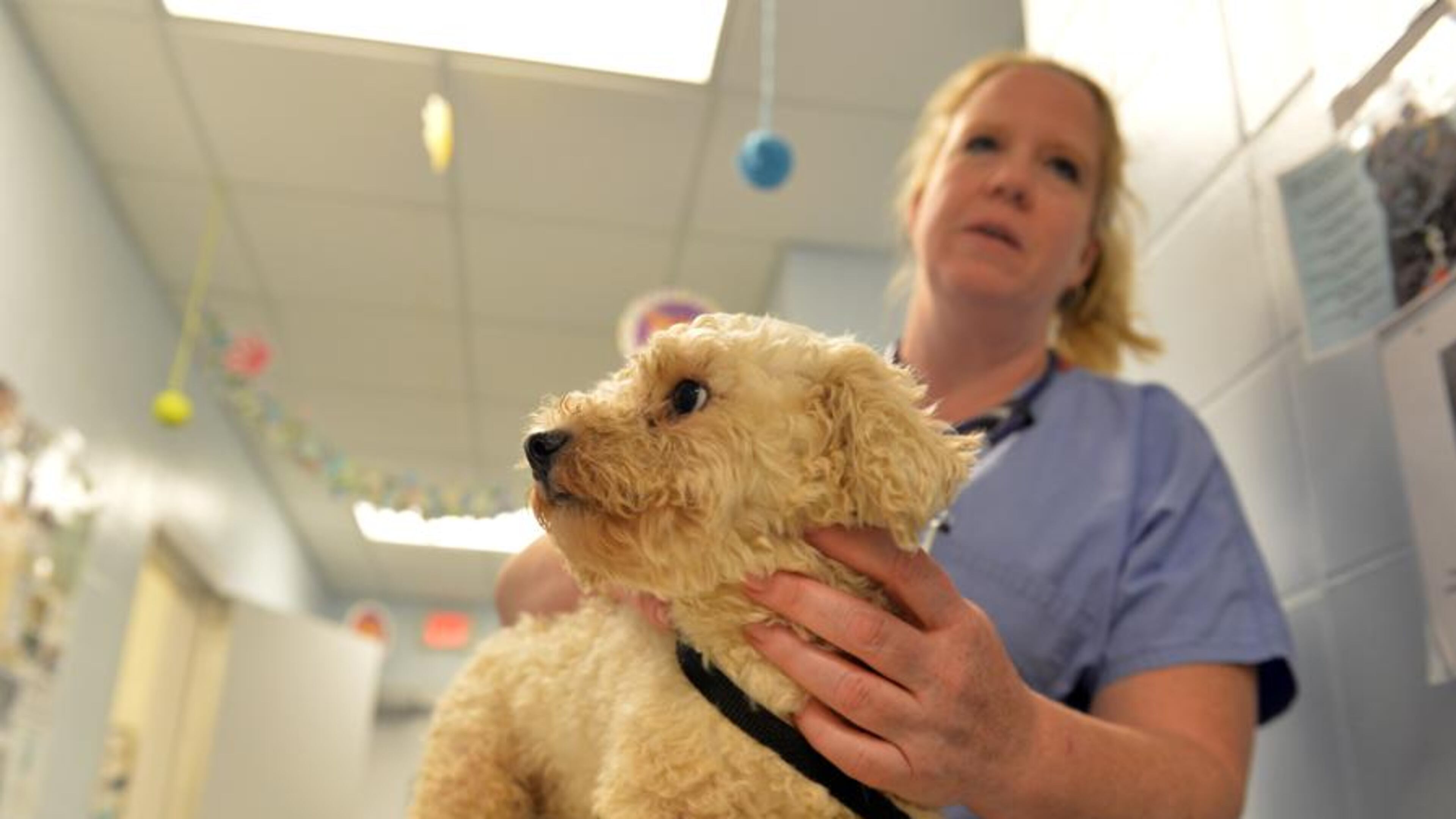 A rescued dog is cared for at the Cherokee County Animal Shelter. The county has agreed to provide animal control services to Woodstock. BRANT SANDERLIN /BSANDERLIN@AJC.COM