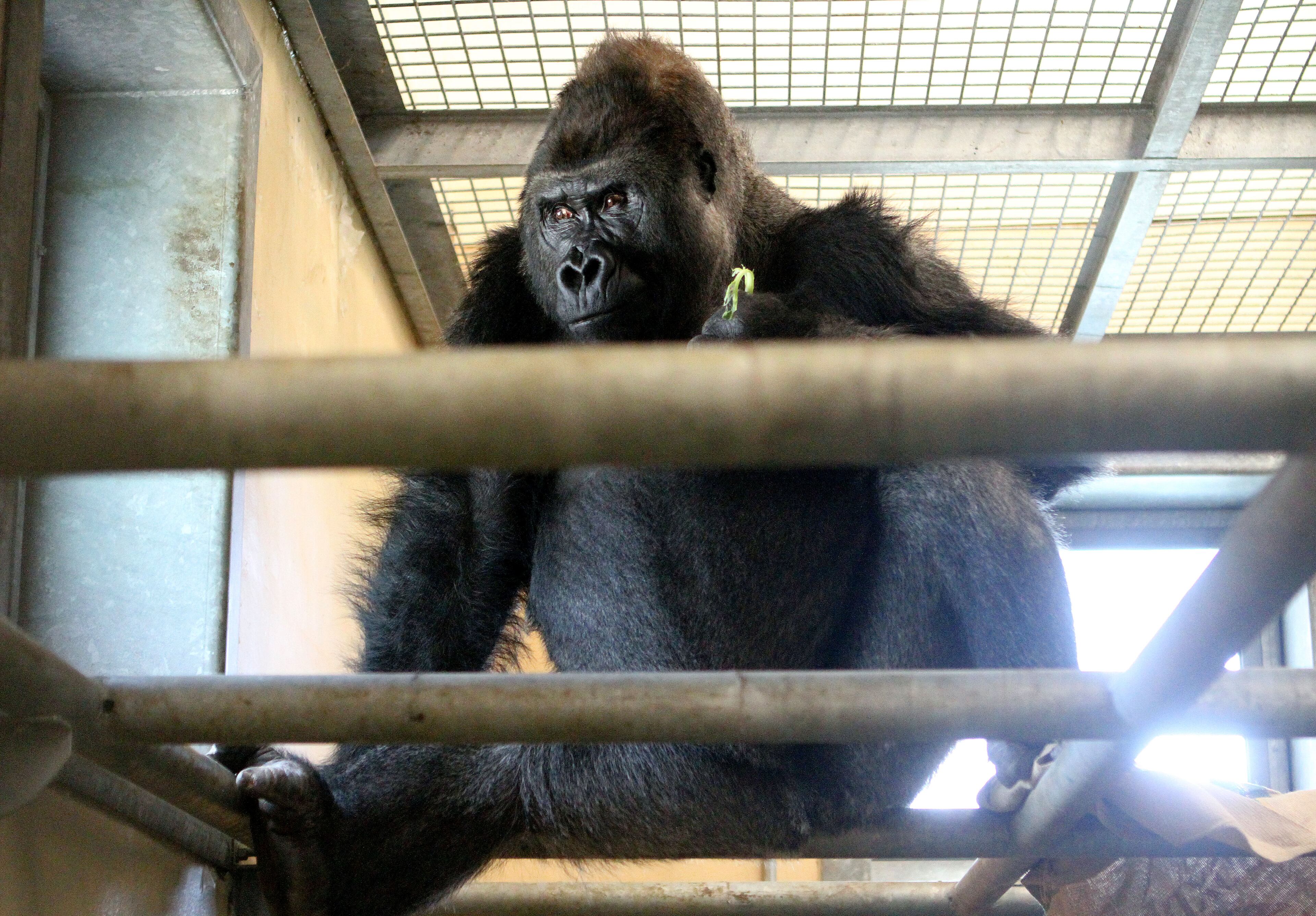 Kidogo sits in his indoor pen at the Dewar Wildlife Refuge.