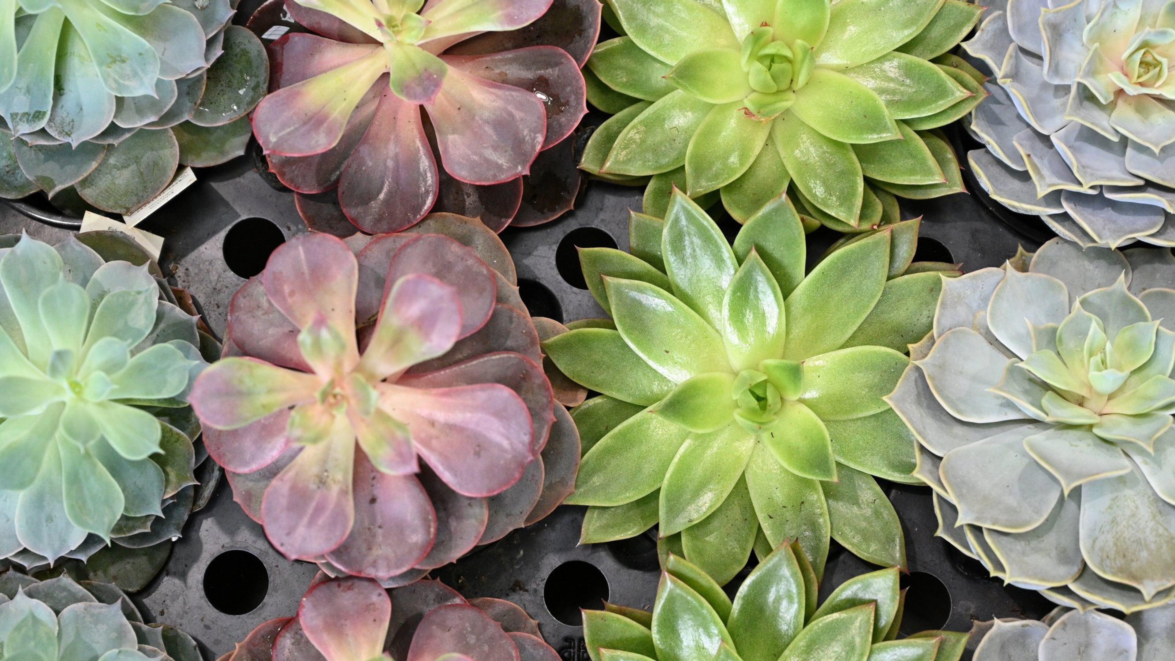 Georgia plant nursery housed migrant workers in ‘unacceptable’ conditions. (Hyosub Shin / Hyosub.Shin@ajc.com)