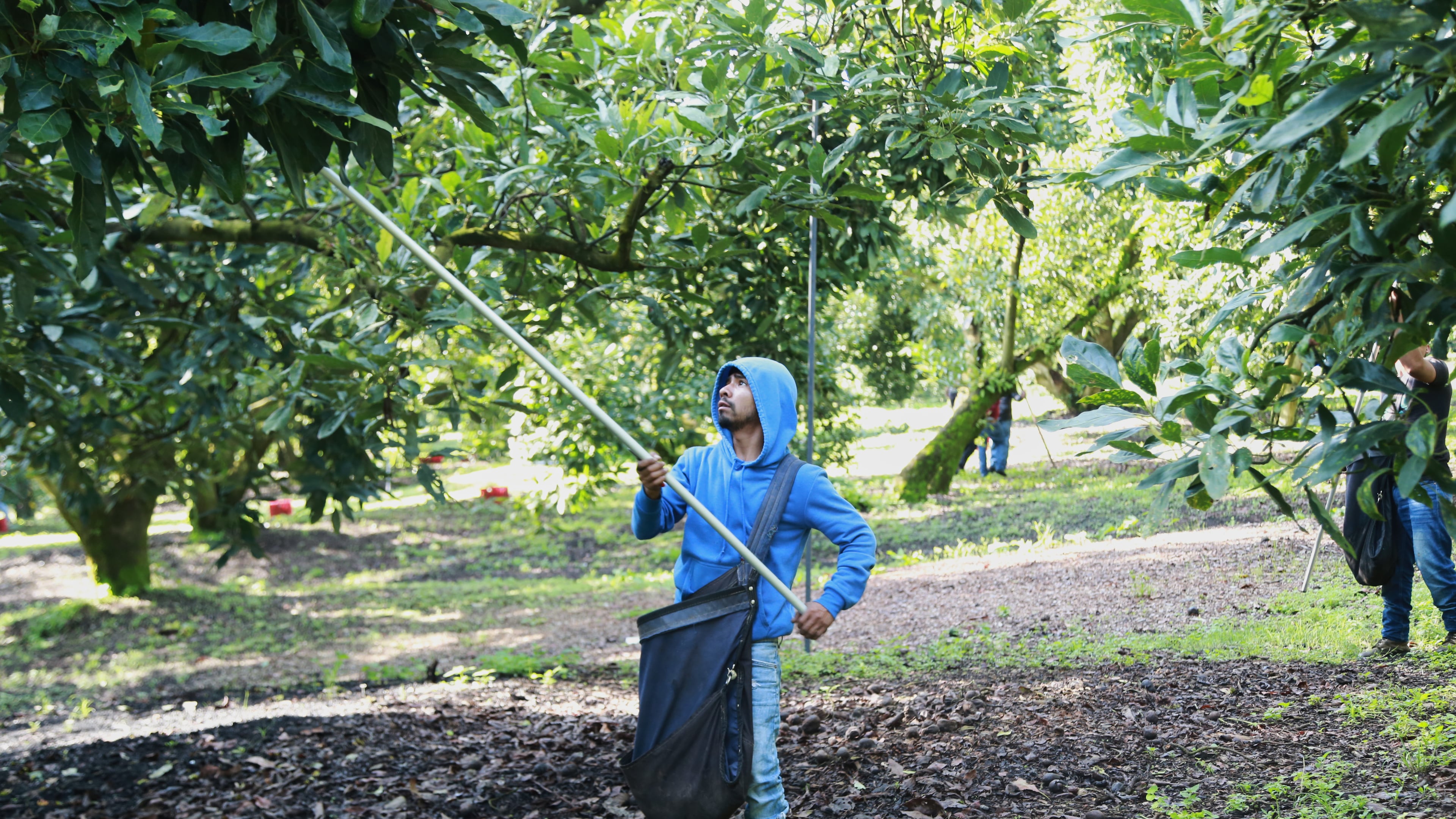 A farmhand harvests avocados at an orchard in Santa Ana Zirosto, Michoacan sate, Mexico, Friday, Aug. 14, 2026. (AP Photo/Armando Solis)