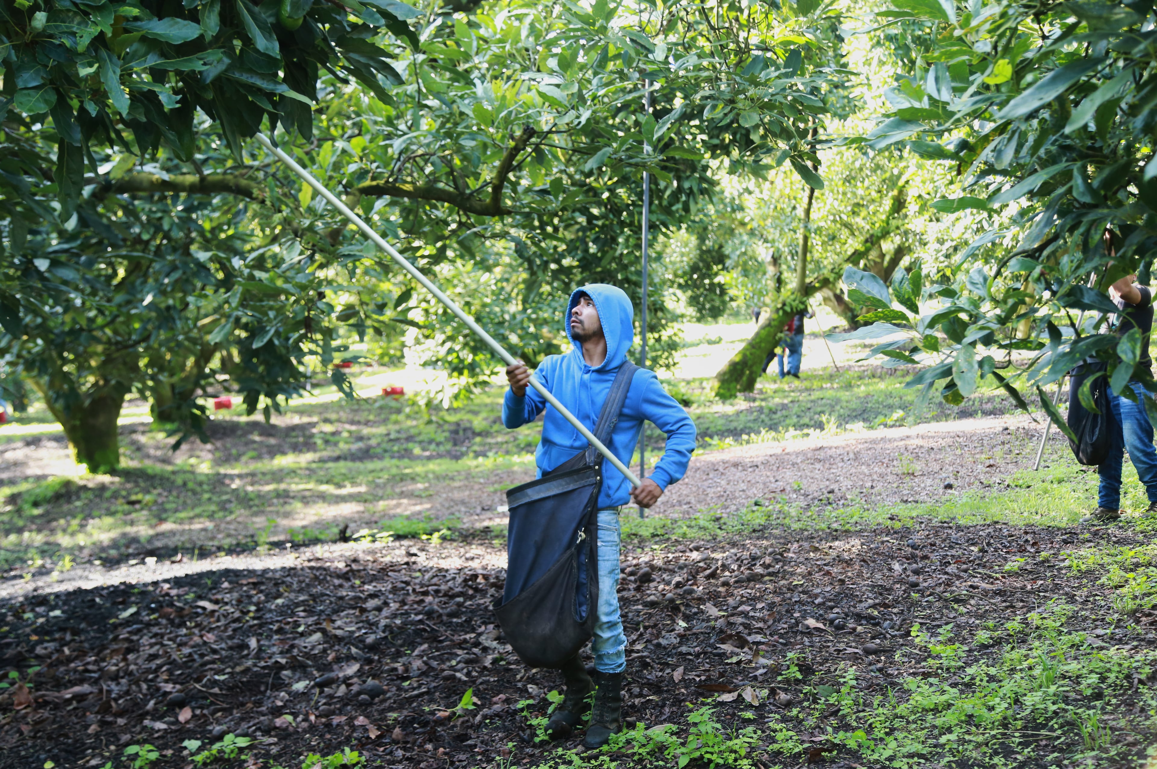 Mexico Avocados