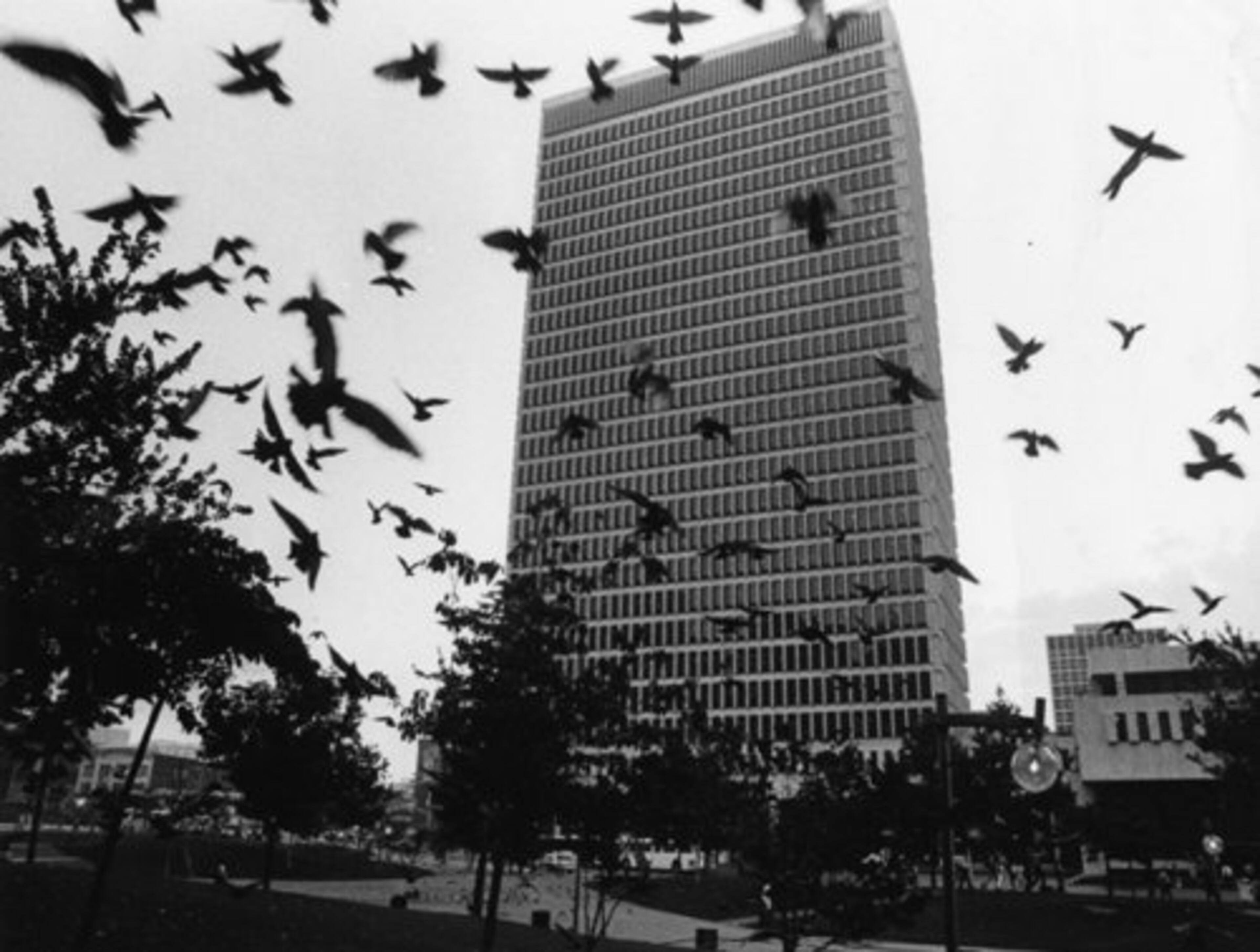 Pigeons fly up from Central City Park in front of the Trust Company Bank building in 1979. It's now Woodruff Park.