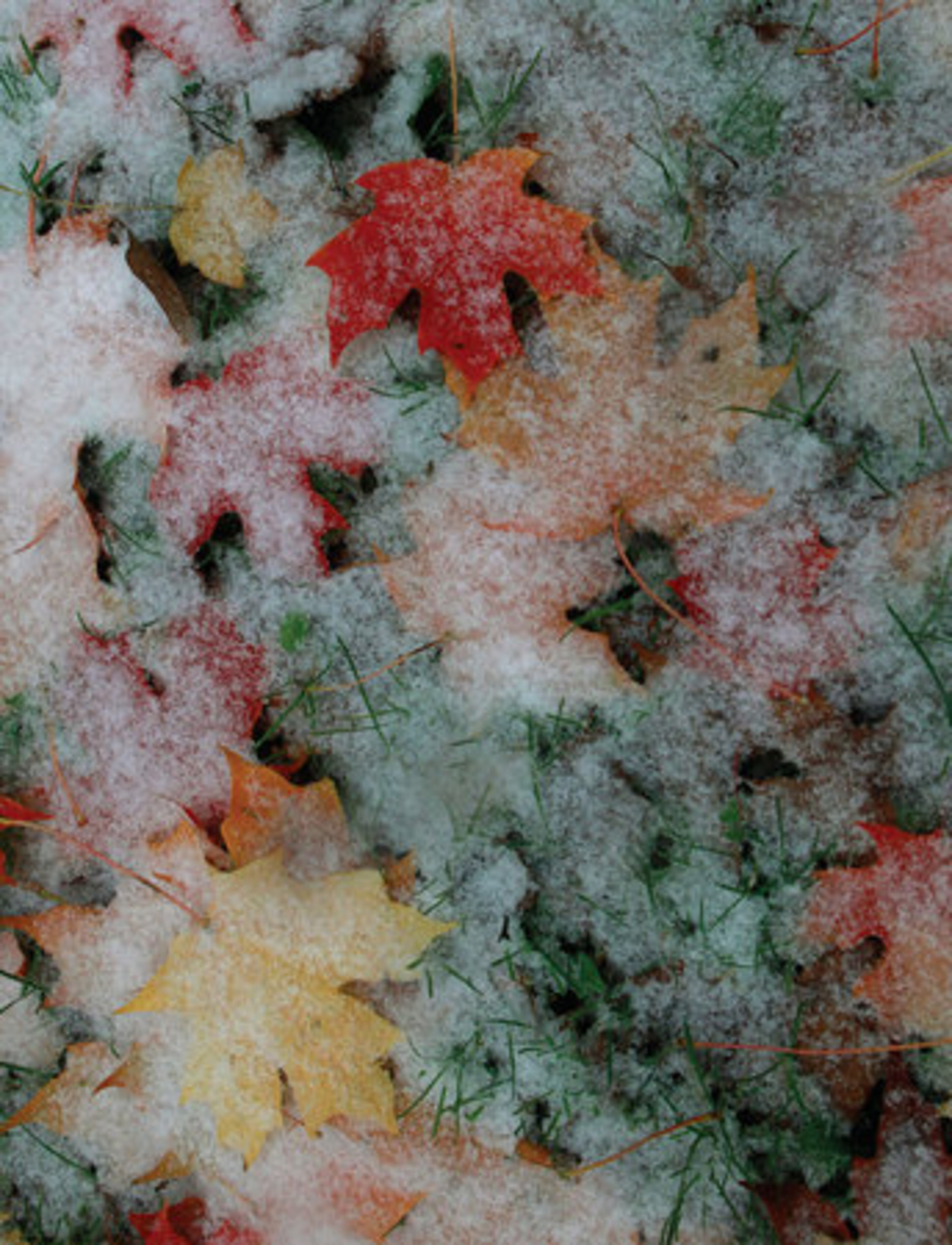 Fall foliage and green grass is covered in snow Haverford College in Haverford, Pa. Saturday Oct. 29, 2011.