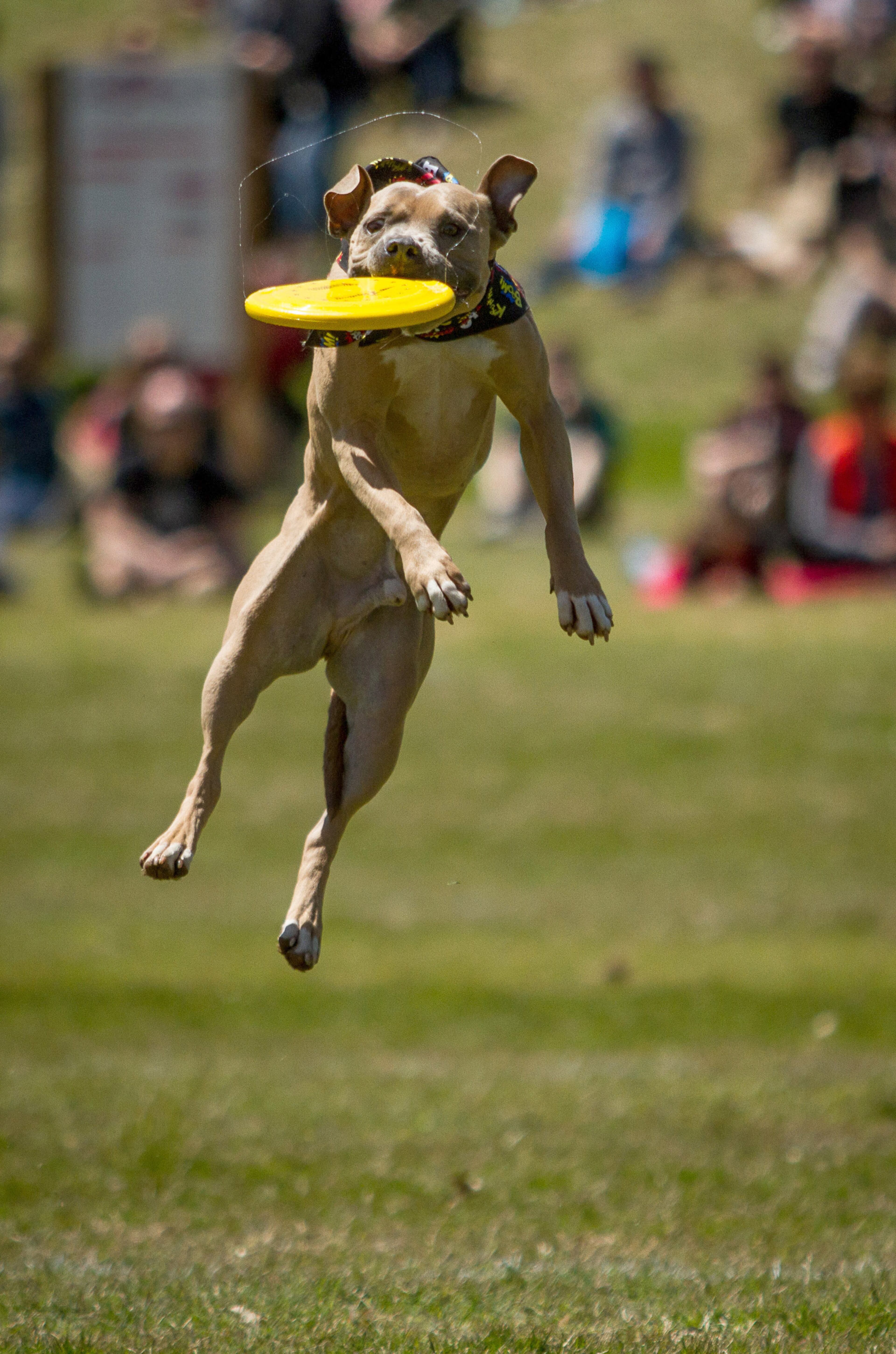 Rio runs down a disk during the Toss and Fetch portion of the competition at the 2016 Disc Dog Southern Nationals Qualifier tournament at Piedmont Park in Midtown Saturday April 9, 2016. STEVE SCHAEFER / SPECIAL TO THE AJC