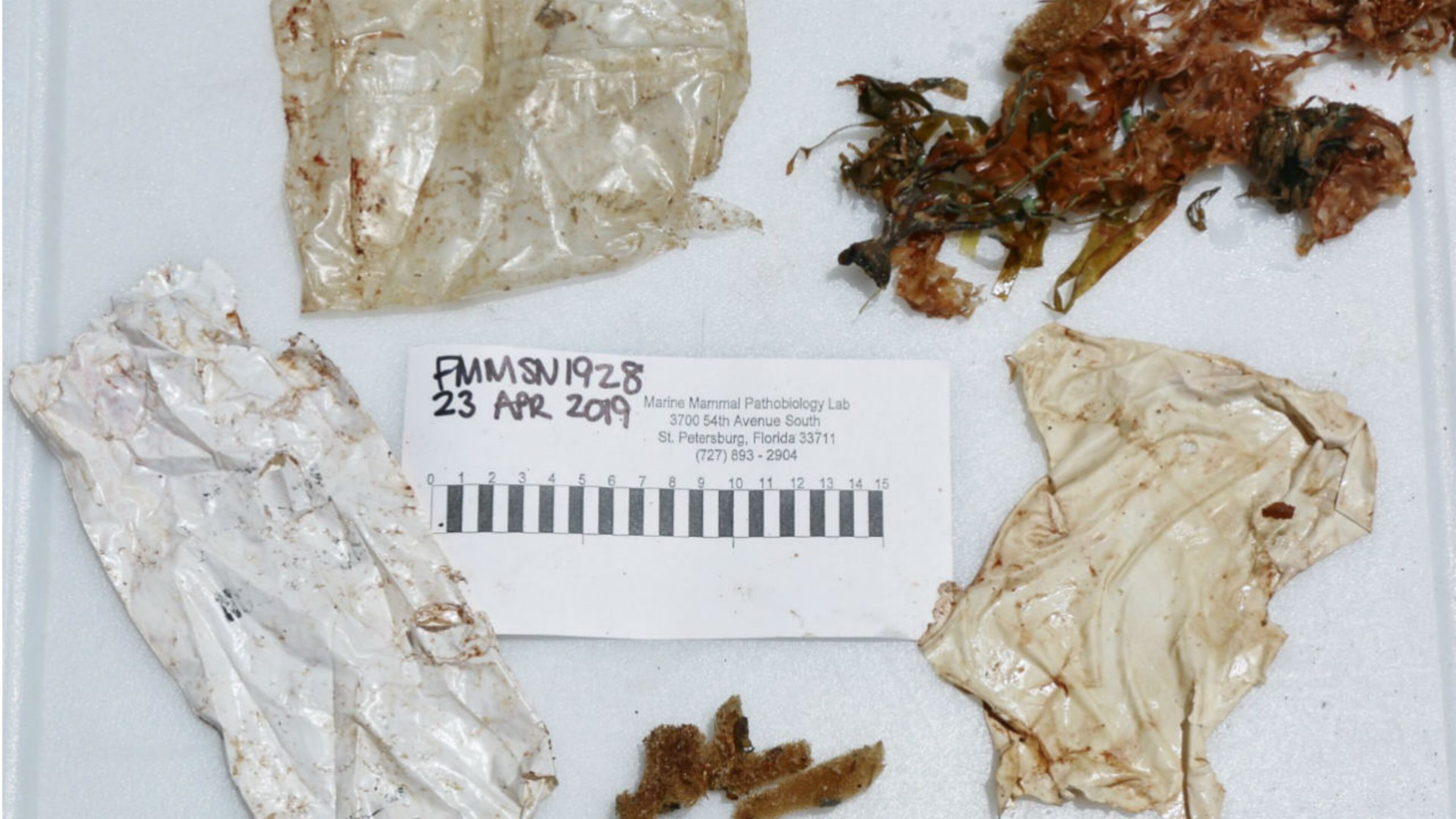 A dolphin found stranded along a Florida beach had a stomach full of trash, including part of a rubber balloon and two plastic bags, wildlife officials said. (Photo: Florida Fish and Wildlife Conservation Commission)