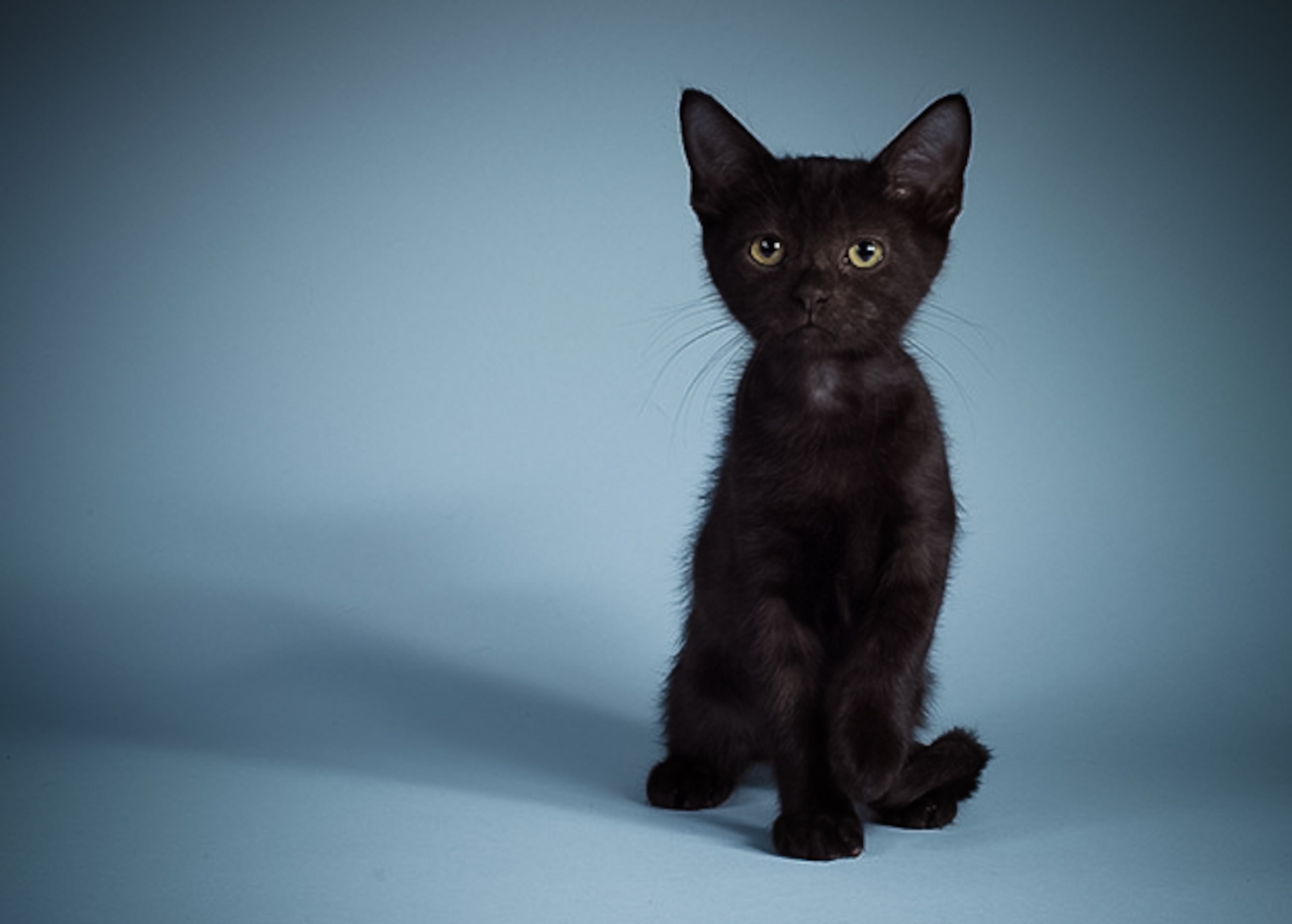 Francois, male, 2 1/2 months. Fun fact: Takes things very seriously.