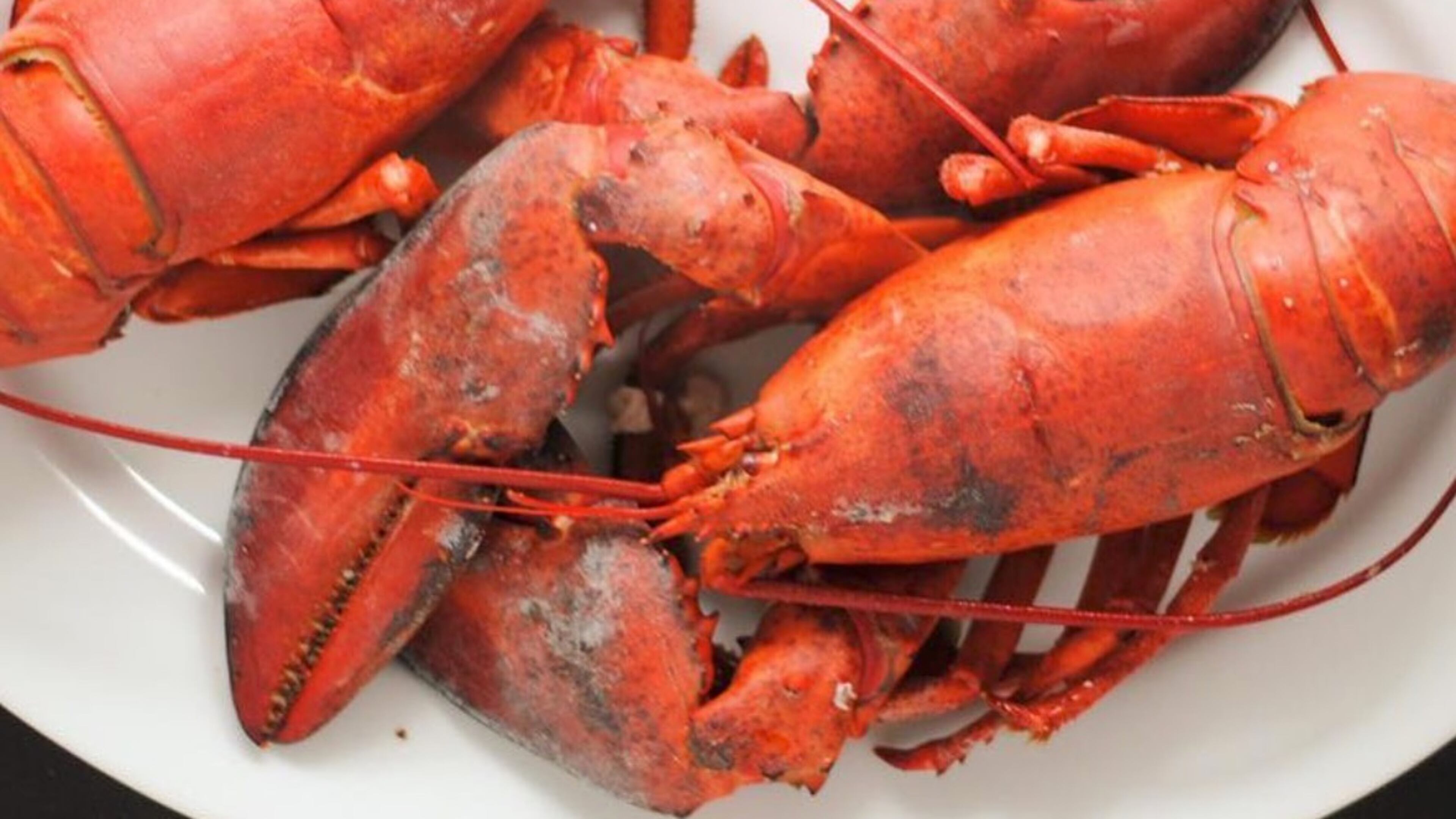 A three-course lobster dinner is $35 Sundays in Roswell. Photo credit: Green Olive Media.