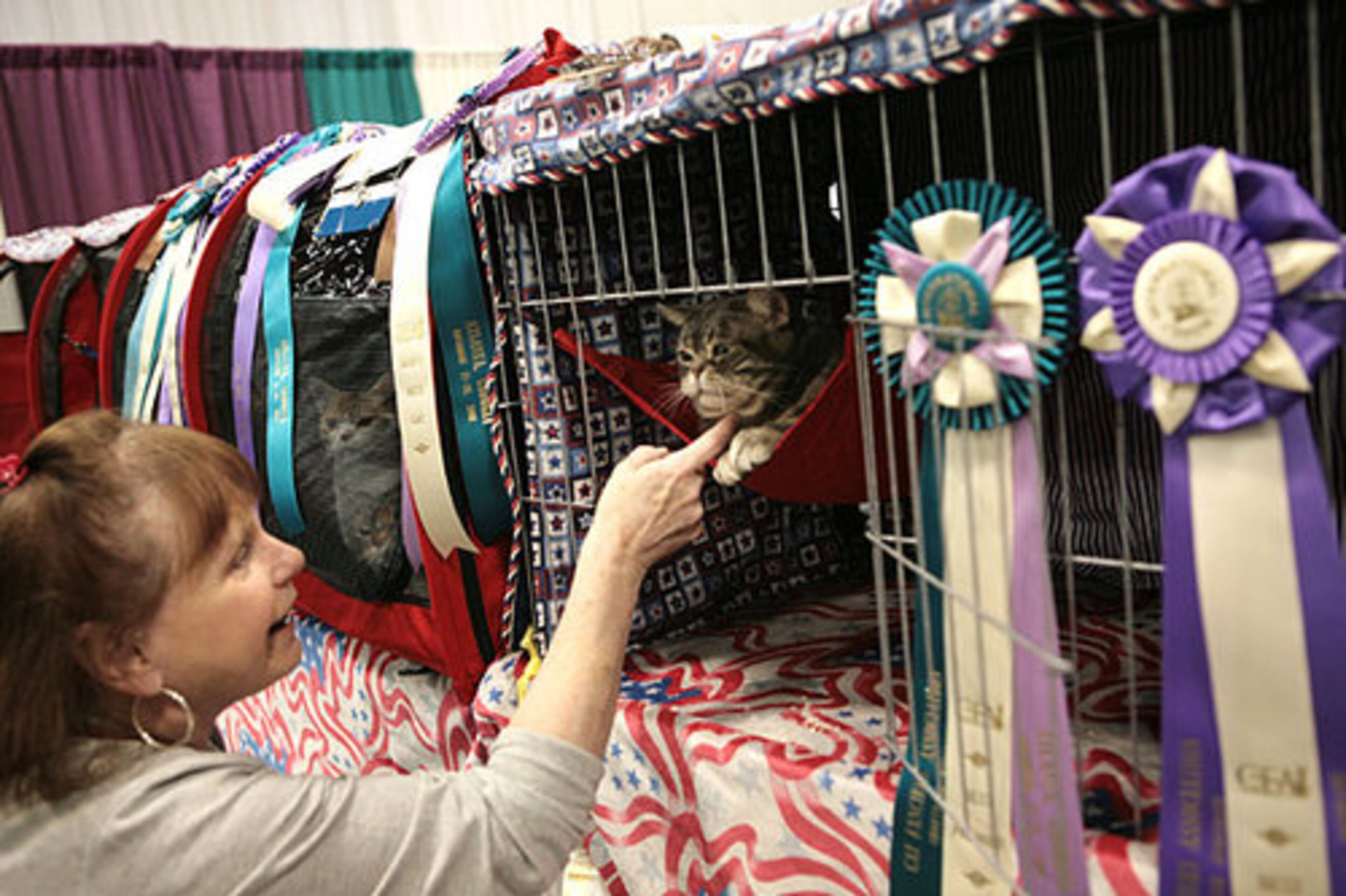 Carolyn Durst of Woodstock tickles the chin of Sea Biscuit, an American short-haired blue tabby. Sea Biscuit won "Best Premier" from two judges in the weekend's competition.