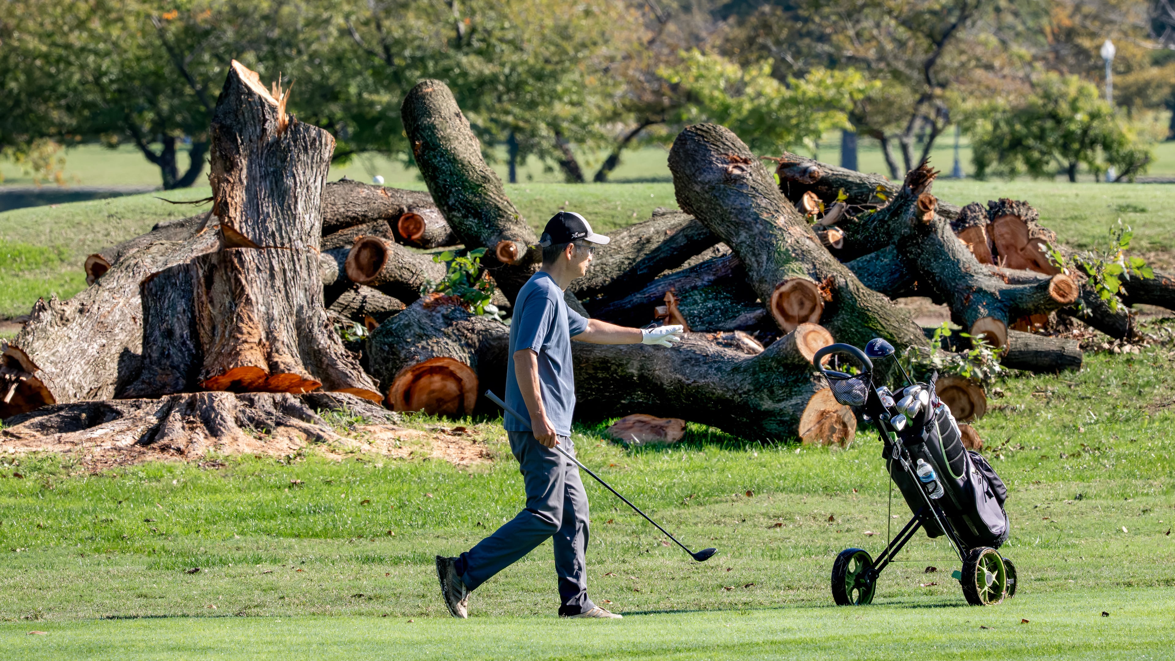 A golfer walks near log sections cut from trees at the East Potomac Golf Links, in Washington, Tuesday, Oct. 13, 2026. (AP Photo/J. Scott Applewhite)
