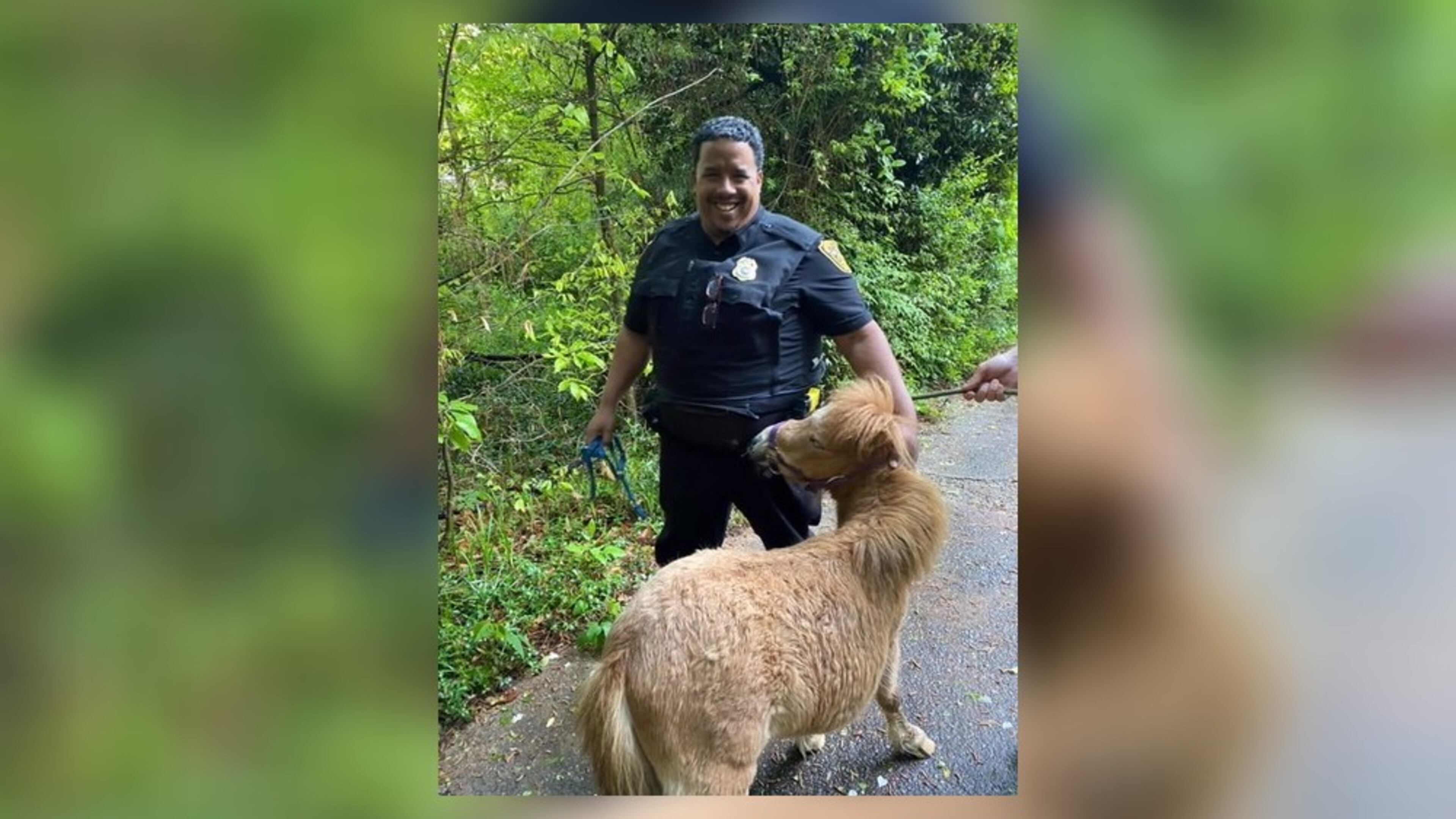 Storm damage allowed the horses to briefly escape.