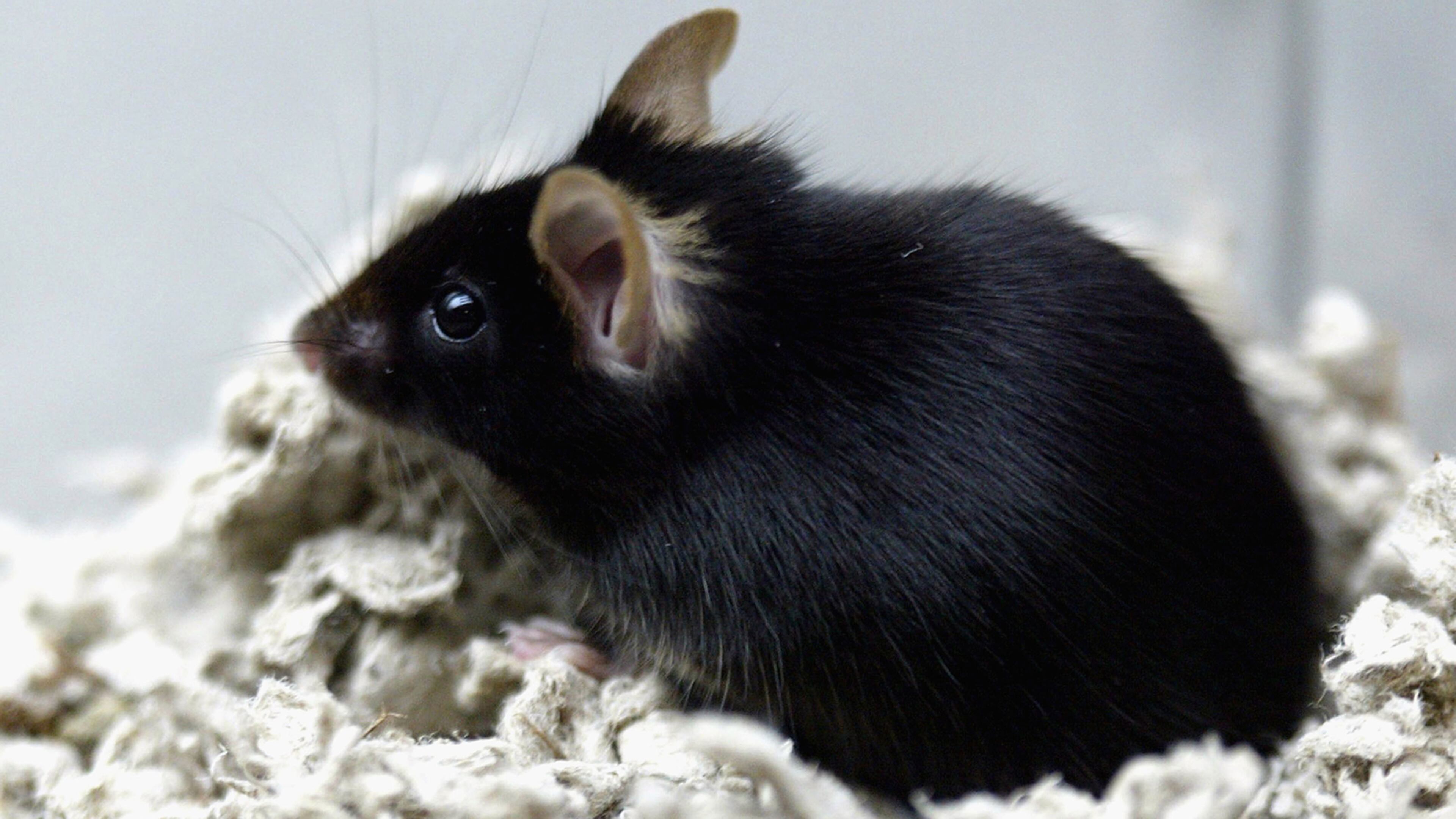 Getty File Photo (Photo by koichi Kamoshida/Getty Images)