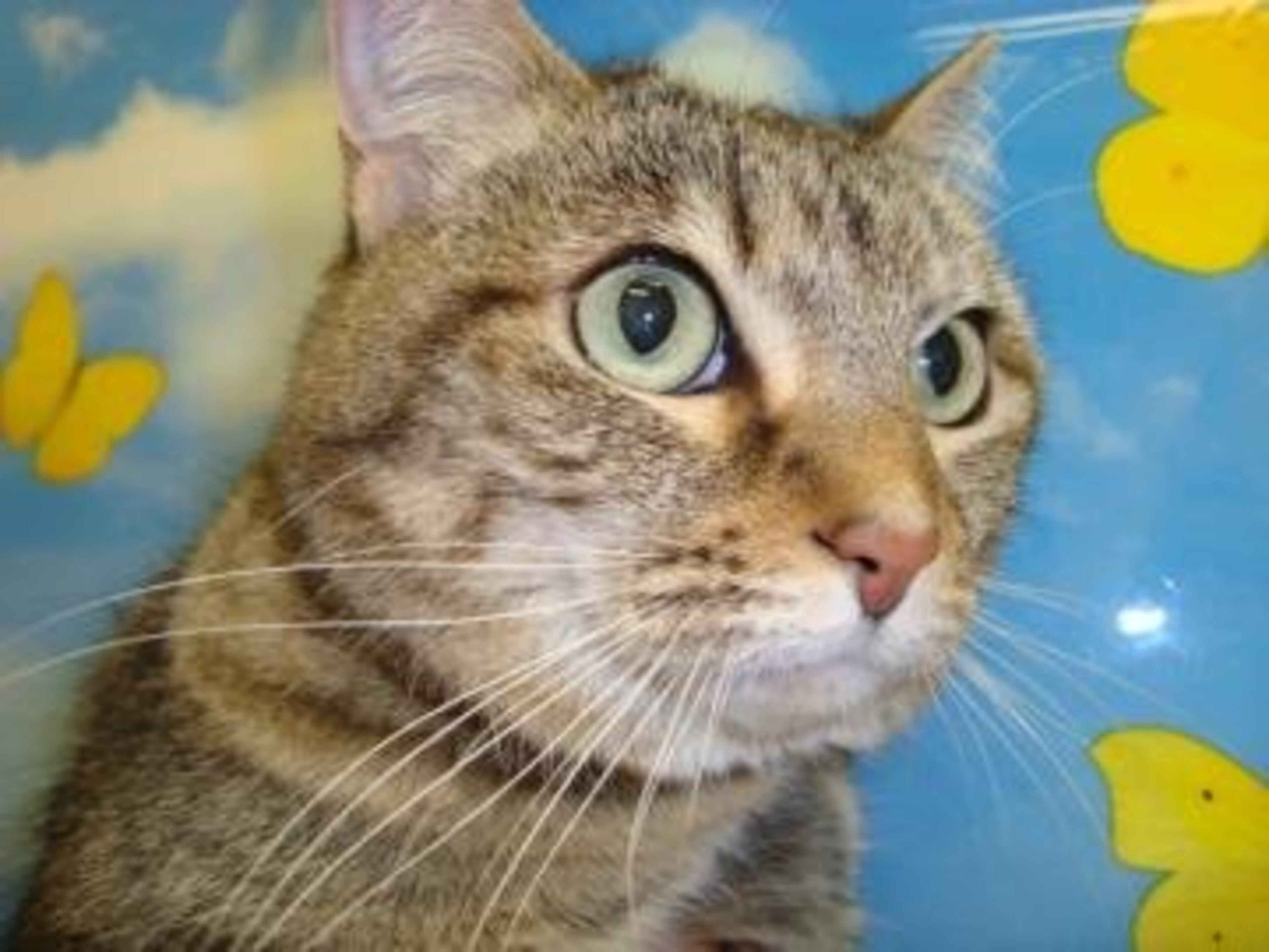 Lucy is a 5-year-old spayed female domestic shorthair mix. Her animal ID# is A07289587. Lucy is a sweet girl who knows exactly what she wants and is sure to choose you as her loving, forever family. She needs an owner with time for affection and the occasional play session but who will also give her enough time to catch up on her beauty sleep as needed. If she sounds like your kind of girl, bring down the family for some one-on-one time.