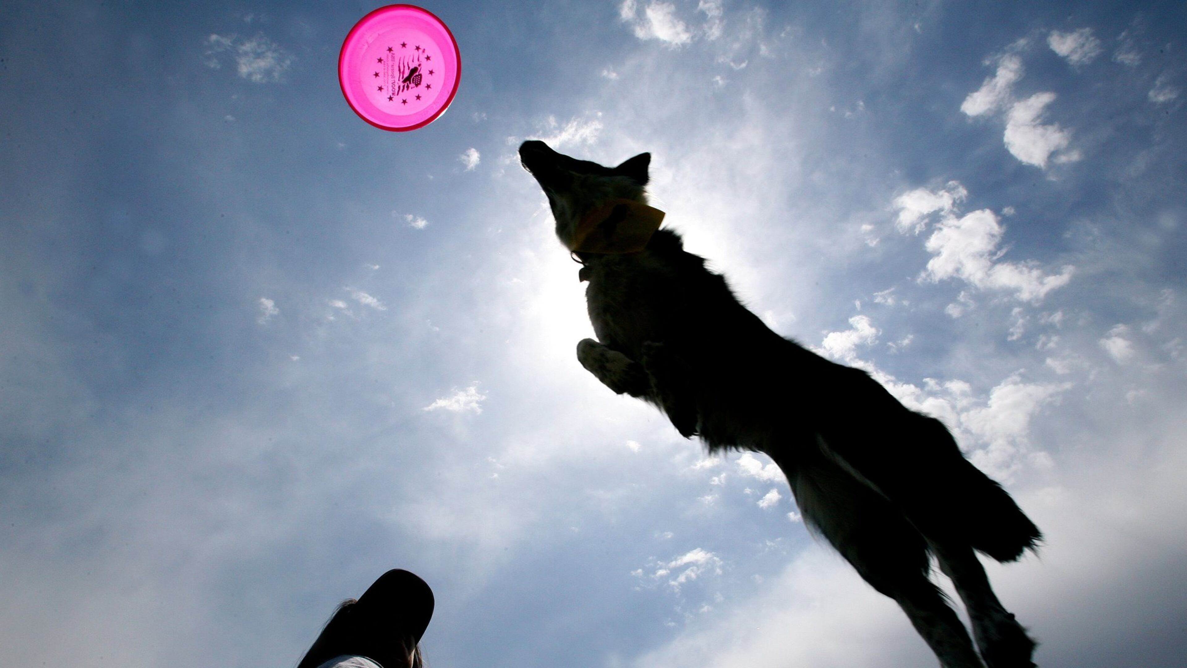 Melissa Heeter’s dog “Ally” seems to soar after a disc at last year’s Atlanta Dogwood Festival. (Photo by KEITH HADLEY)