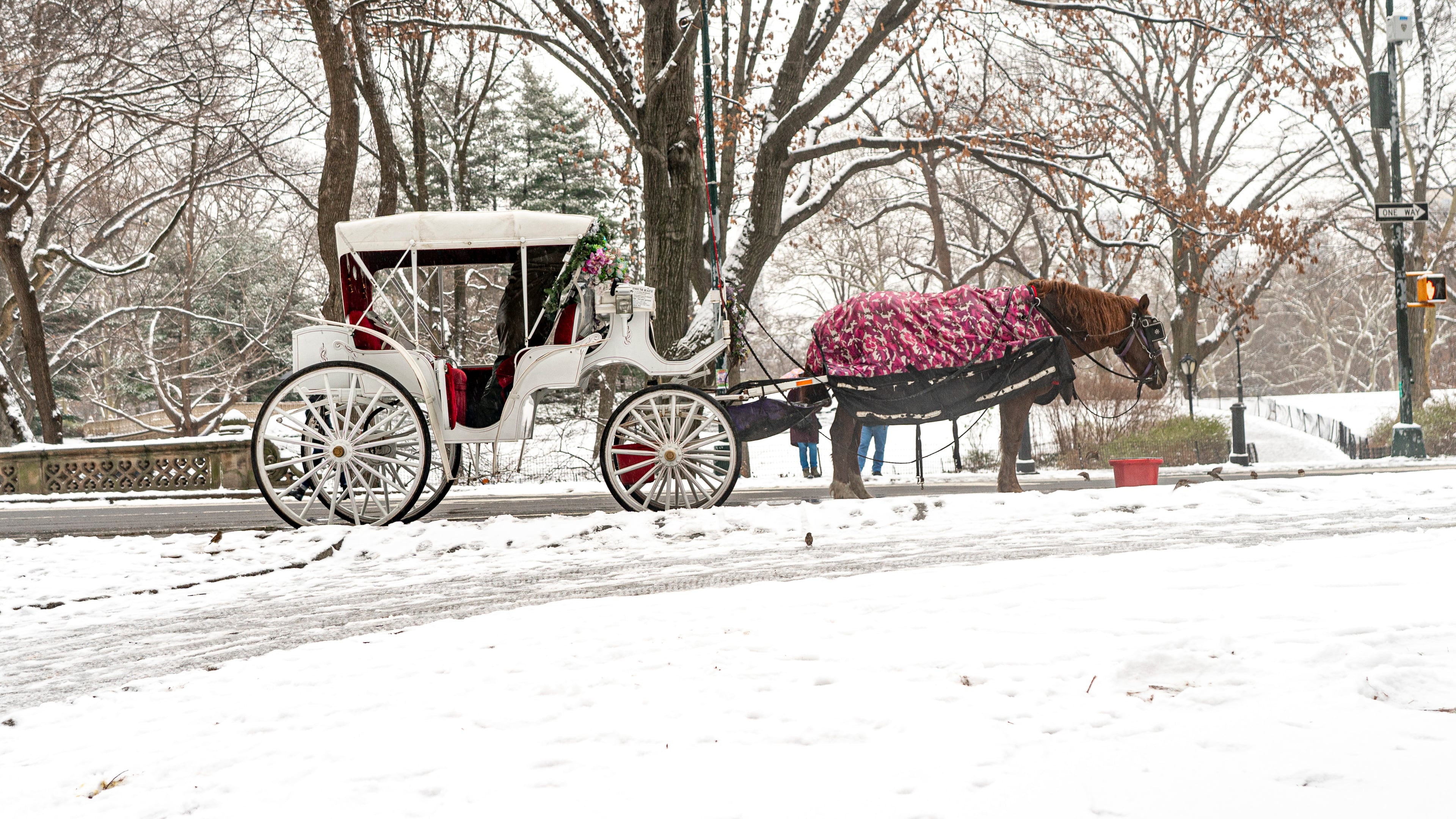 FILE - A horse and carriage are seen in the snow in Central Park on Jan. 16, 2024, in New York. (AP Photo/Peter K. Afriyie, File)
