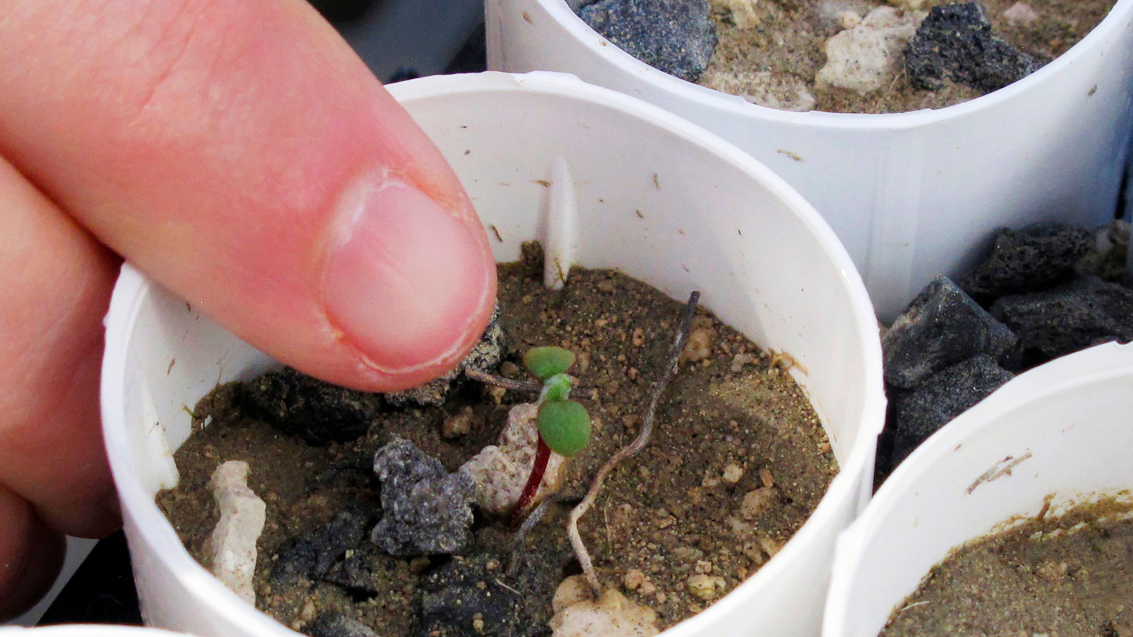 FILE - A tiny Tiehm's buckwheat sprouts on Feb. 10, 2020, at a University of Nevada campus greenhouse, in Reno, Nev. (AP Photo/Scott Sonner, File)