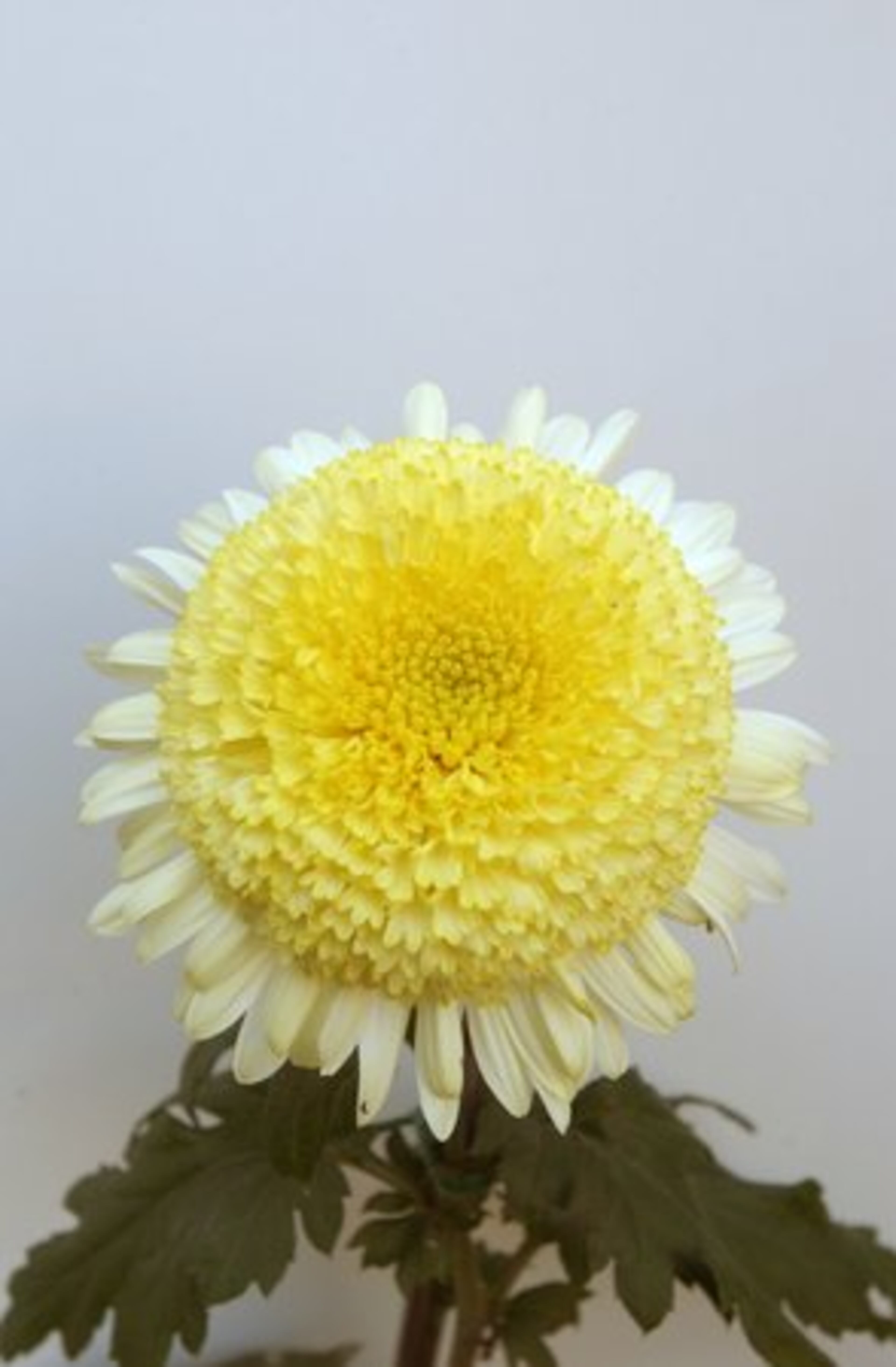 Pictured here is a lemon-yelloe mum called Anemone "Powderpuff'.
