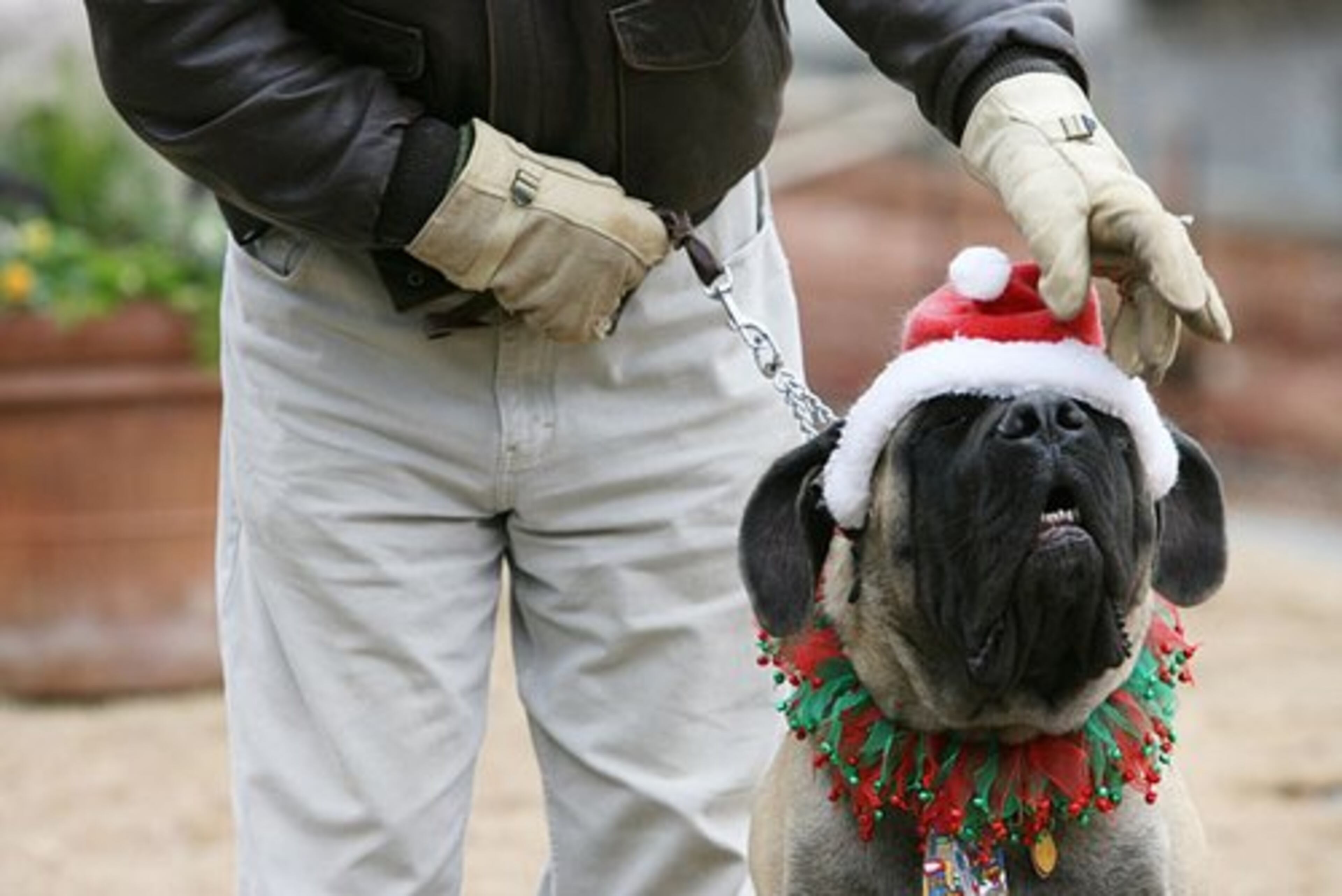 Lou Karably tries to keep the Santa hat from falling over the English bulldog Finny's eyes as the pair wait to participate in the event.