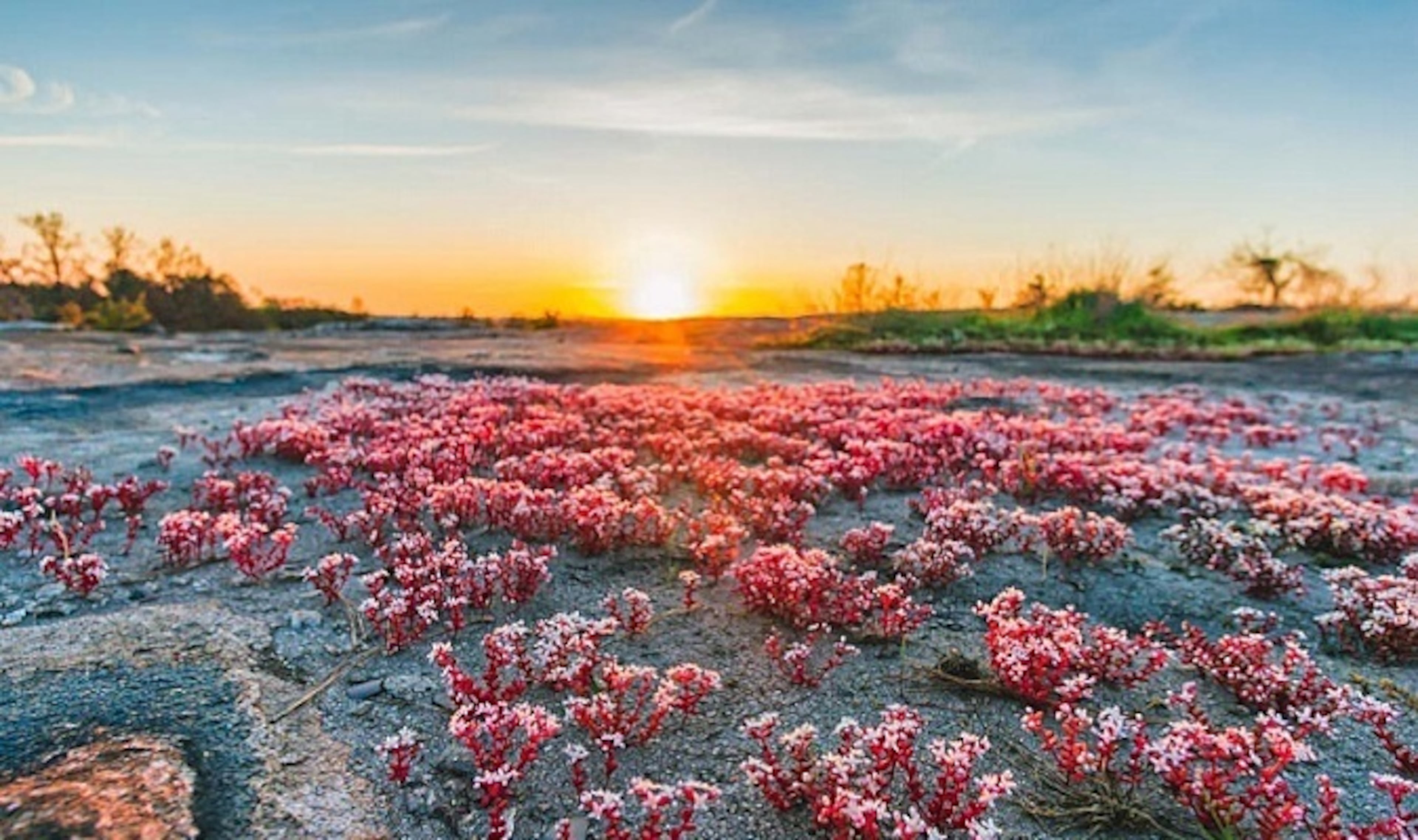 Views from Arabia Mountain National Heritage Area, just east of Atlanta. (Courtesy of DeKalb County)