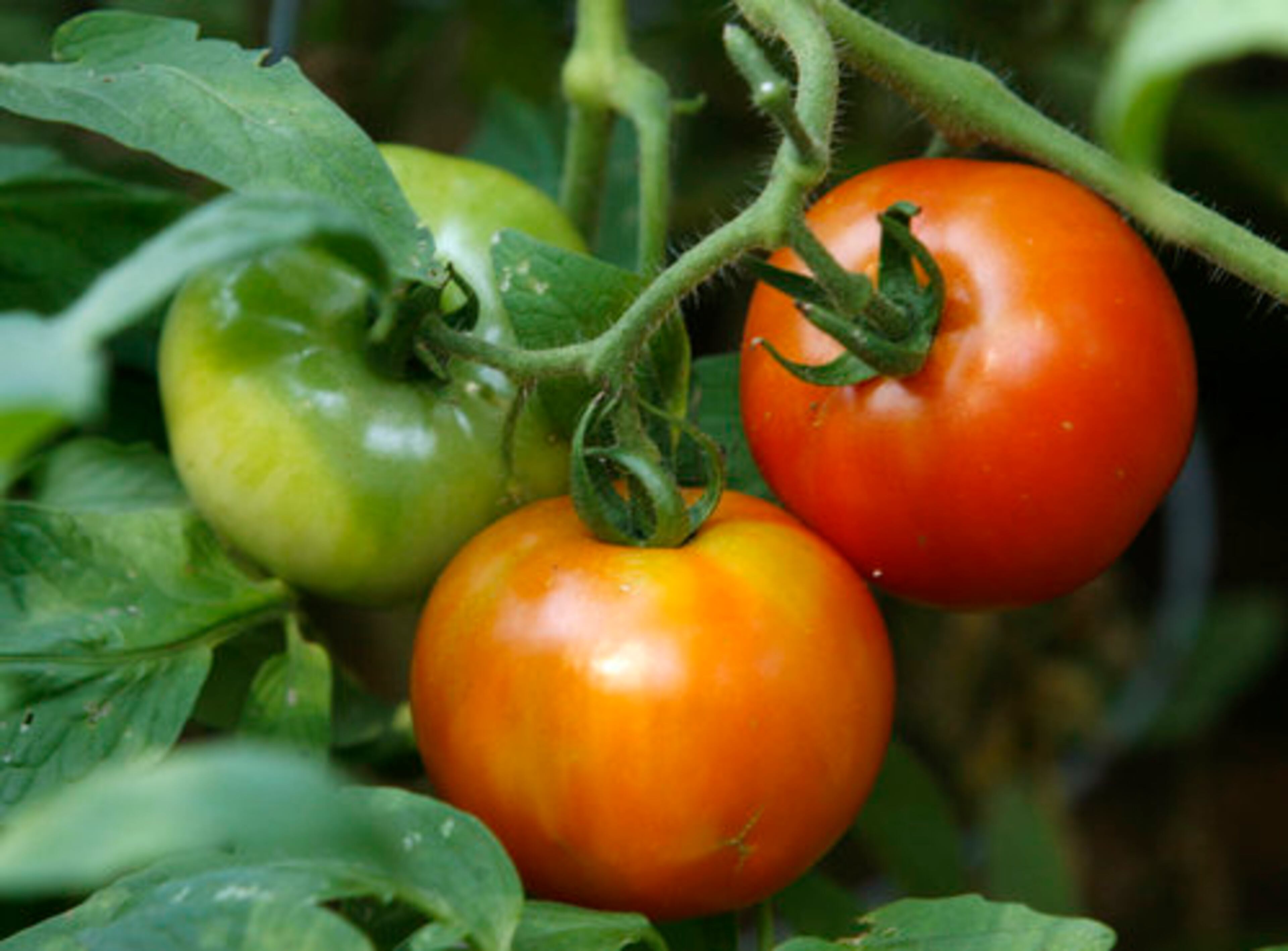 Three tomatoes are shown on the vine in various states of ripeness in Kristin Allin's garden. Kristin and her husband Billy are the owners of Cakes & Ale in downtown Decatur.