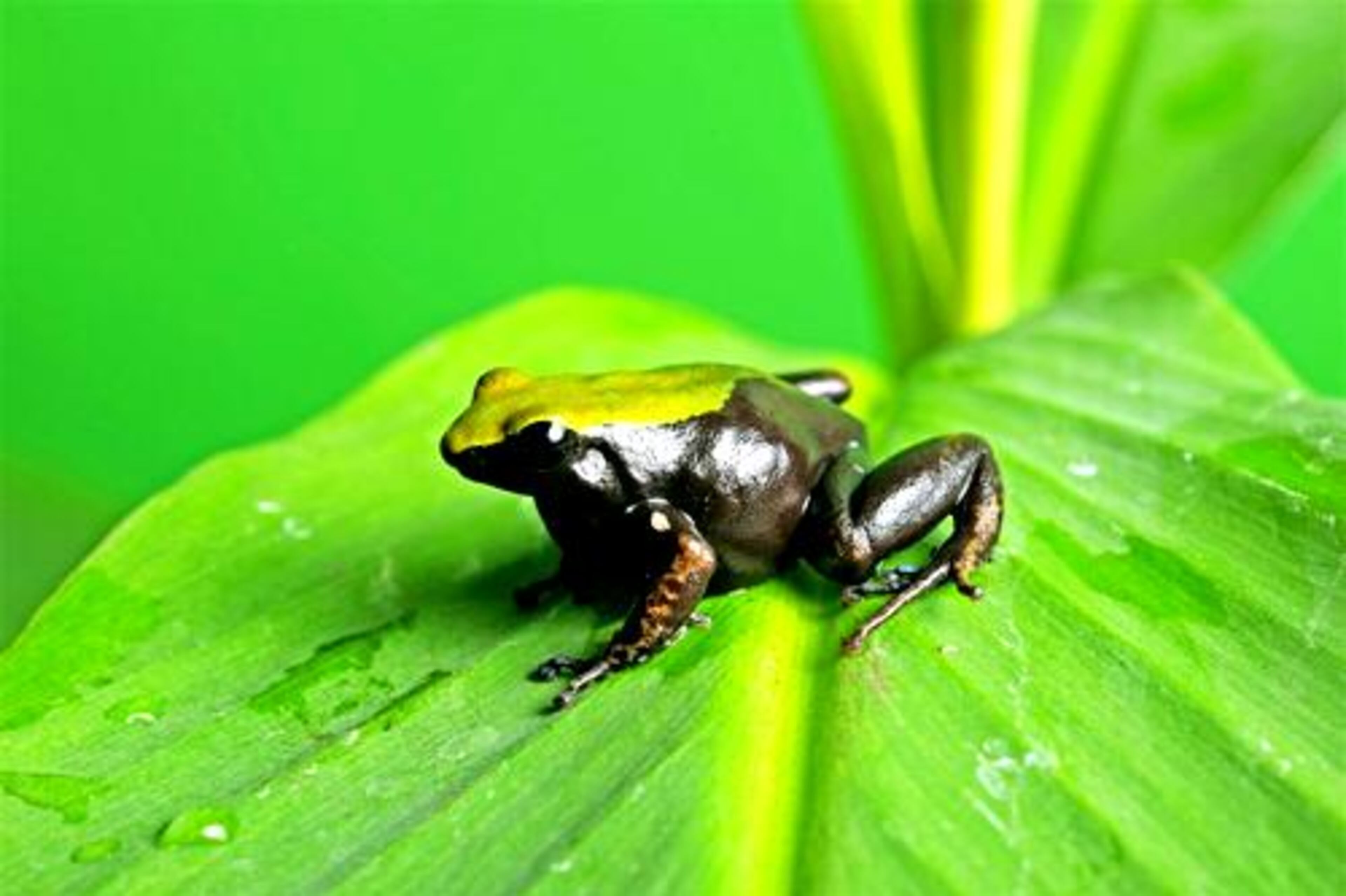 Green-backed Mantella