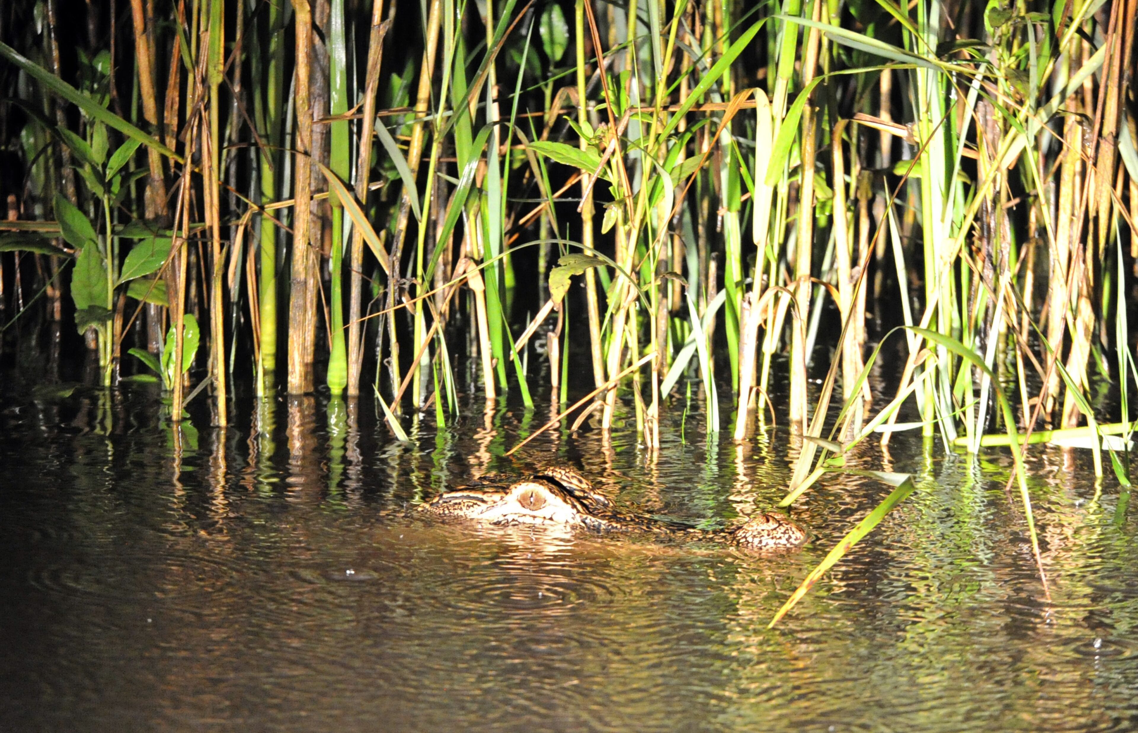 An alligator in Champney River keeps a close watch on a passerby in Darien on Saturday night, September 6, 2014. Georgia's alligator season runs Sept. 6 through Oct. 5, and it's no easy ticket. More than 11,000 people applied last year, with the state only offering 850 slots. The state considers its abundance of alligators to be one of its conservation success stories. Alligators were once listed as endangered because of poaching and encroaching development on their habitat, but wildlife management efforts helped them come back enough to be downlisted in 1987. HYOSUB SHIN / HSHIN@AJC.COM