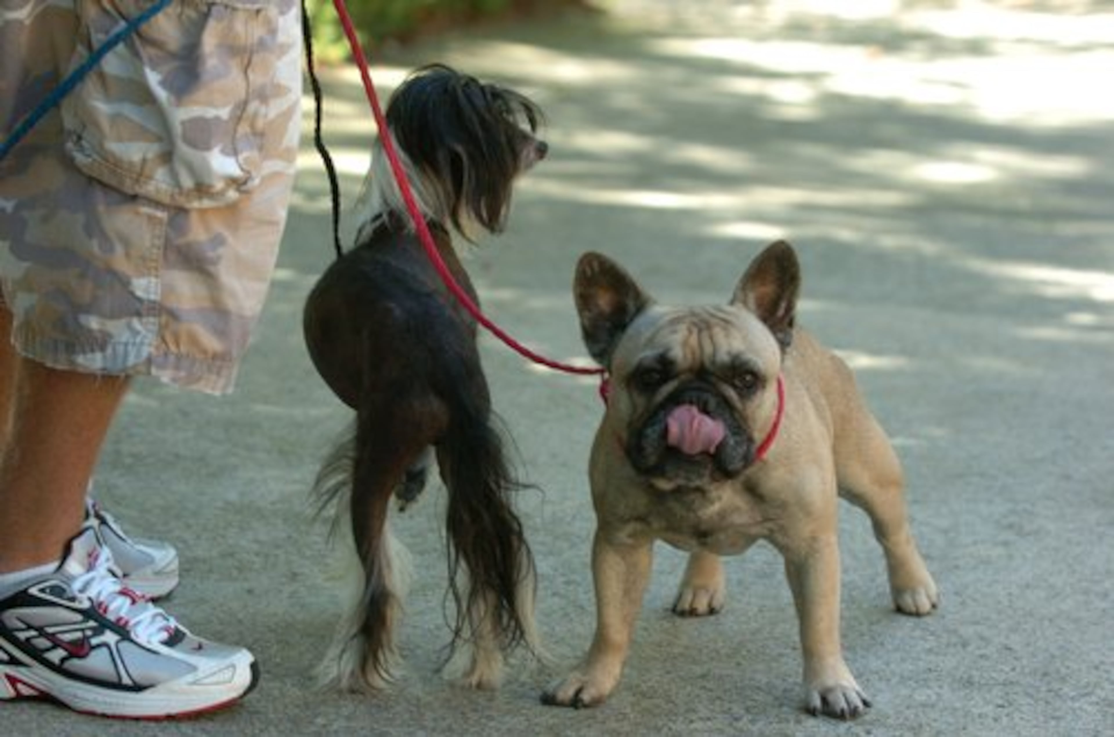 Location manager Rojo holds Cesar Millan's dogs Luis (left) and Sid. Millan brought the dogs with him to Jim and Marcia Sasser's home in Marietta in September 2006. His dogs had their own motor home and driver.