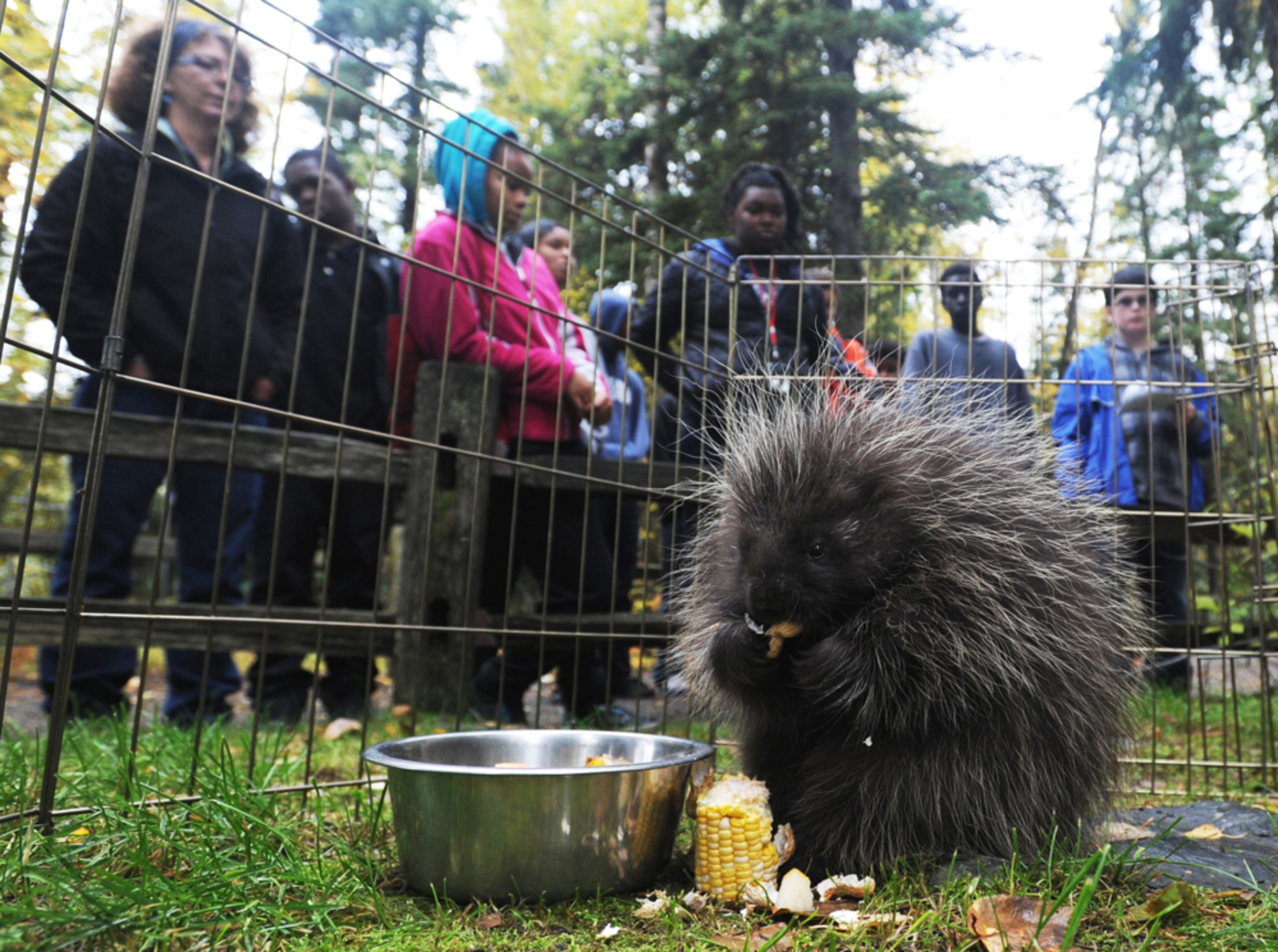 A PRICKLY SITUATION--Mr. Pickles, a four-month-old porcupine, is introduced to visiting seventh and eighth graders from Clark Middle School on Friday, Sept. 27, 2013, at the Alaska Zoo in Anchorage, Alaska. About 90 students and chaperones participated in Zoo Scene Investigators Day, using investigative, math and science skills to learn how animals survive and thrive in the Arctic cold. Journals, activities and face-to-face visits with Mr. Pickles, Peabody the great horned owl, and Chance the cross fox were included in the event sponsored by ExxonMobil. (AP Photo/The Anchorage Daily News, Erik Hill)