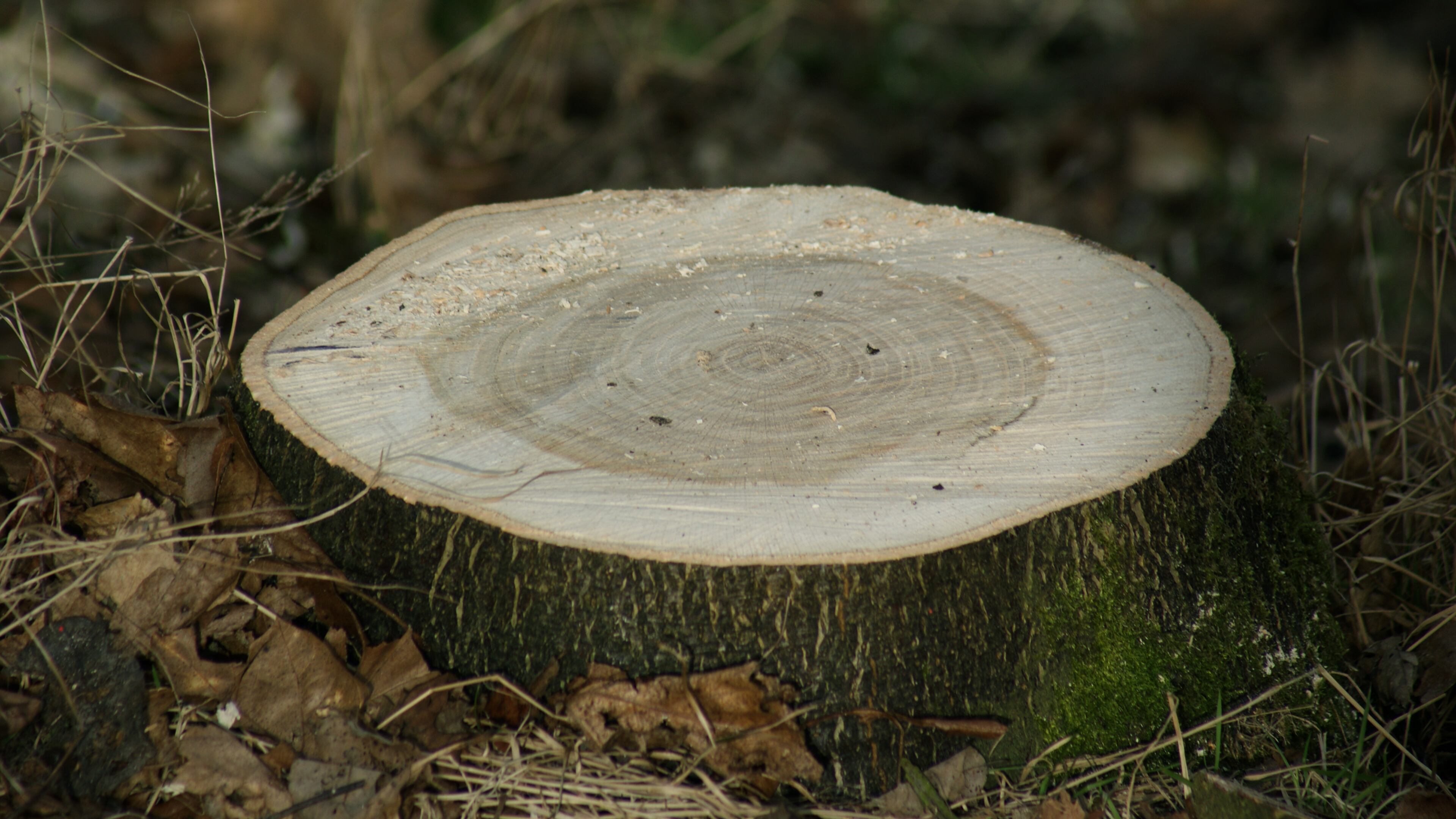 Snellville is planning to get tough on anyone found cutting down trees without permission. File Photo