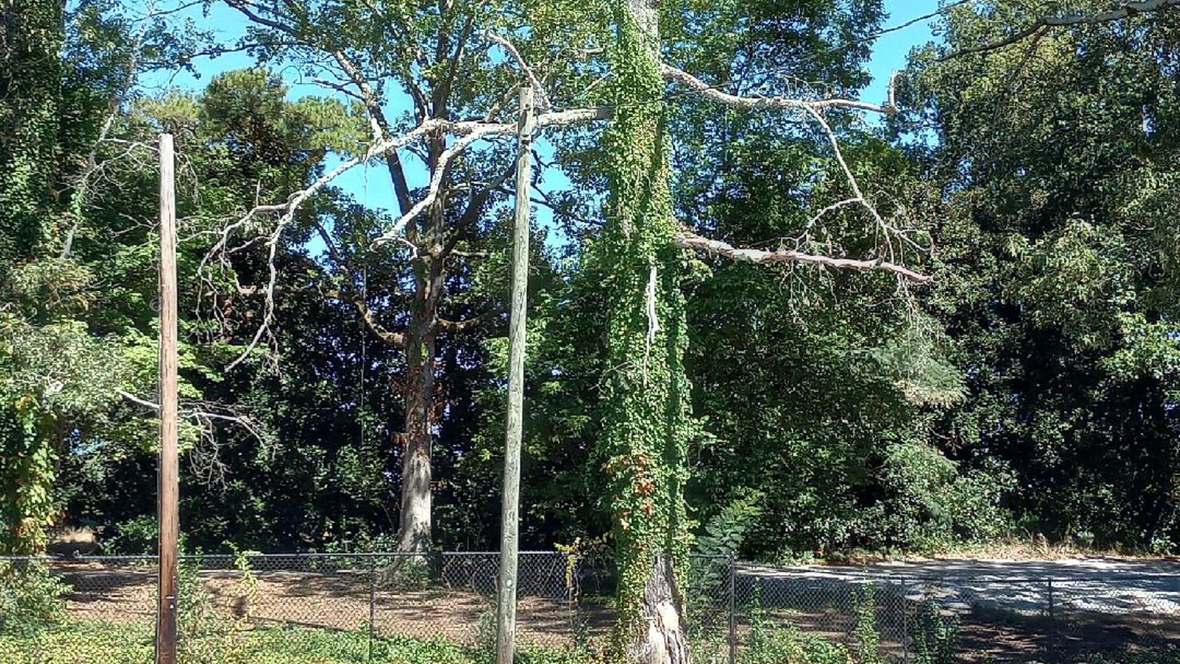 Trudy Caruso wants this tree removed.