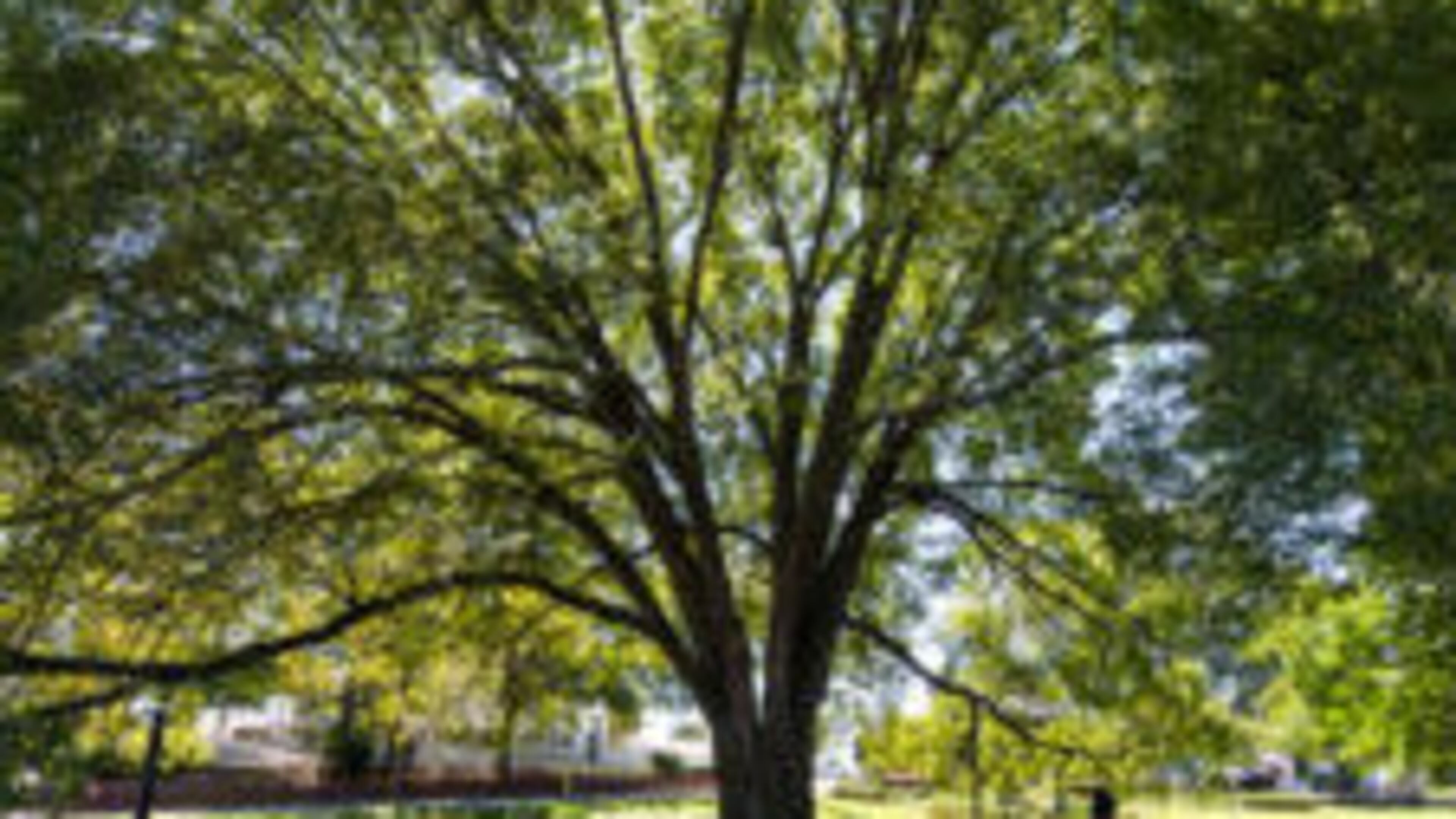 Norcross is seeking input to help develop Community Sustainability Plan. Courtesy Sustainable Norcross