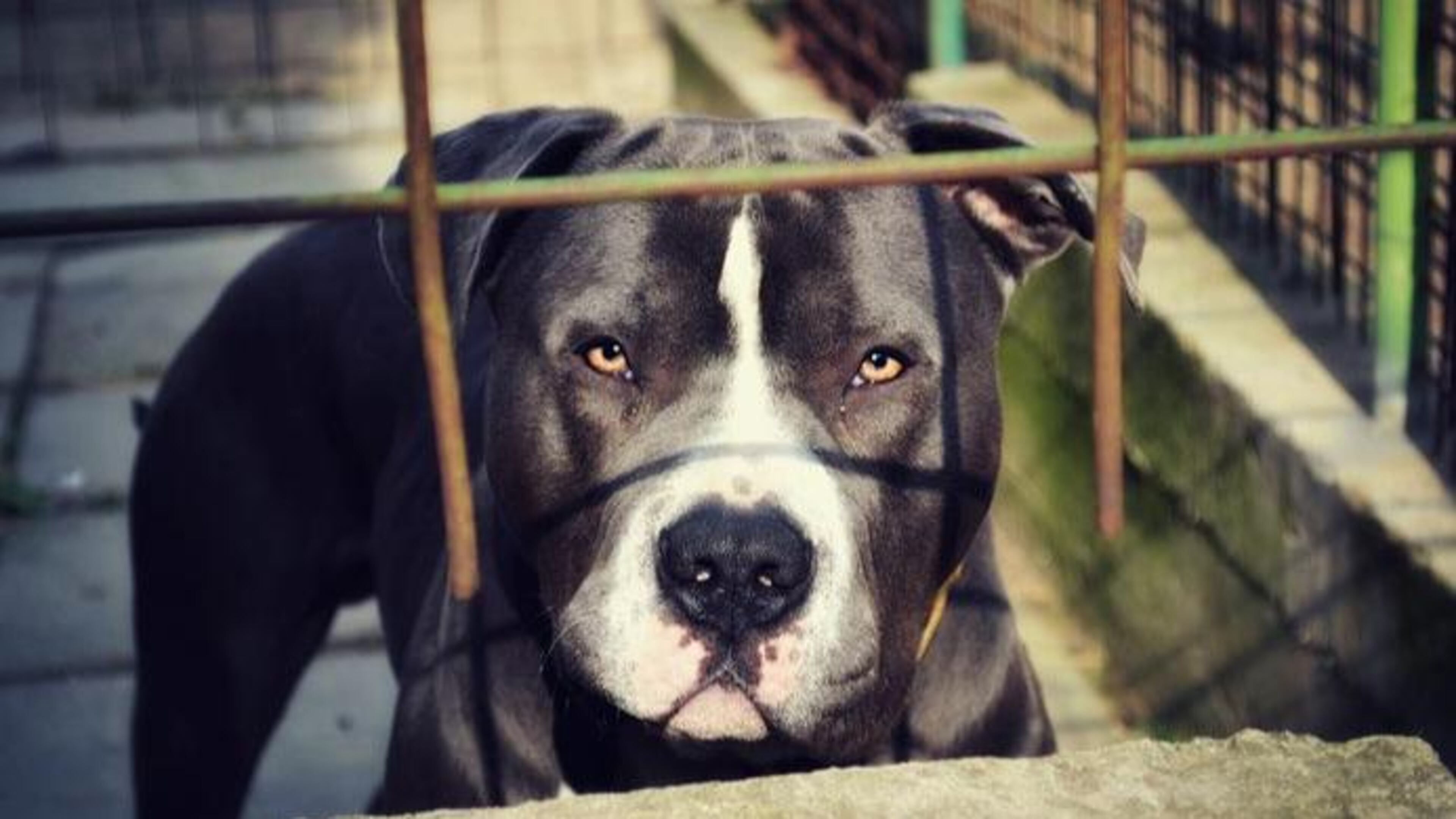Three pit bulls, similar to the one pictured here, are in quarantine in metro Atlanta after viciously attacking a boy and the neighbor who saved him from the attacking dogs. They will be euthanized at the end of the quarantine.