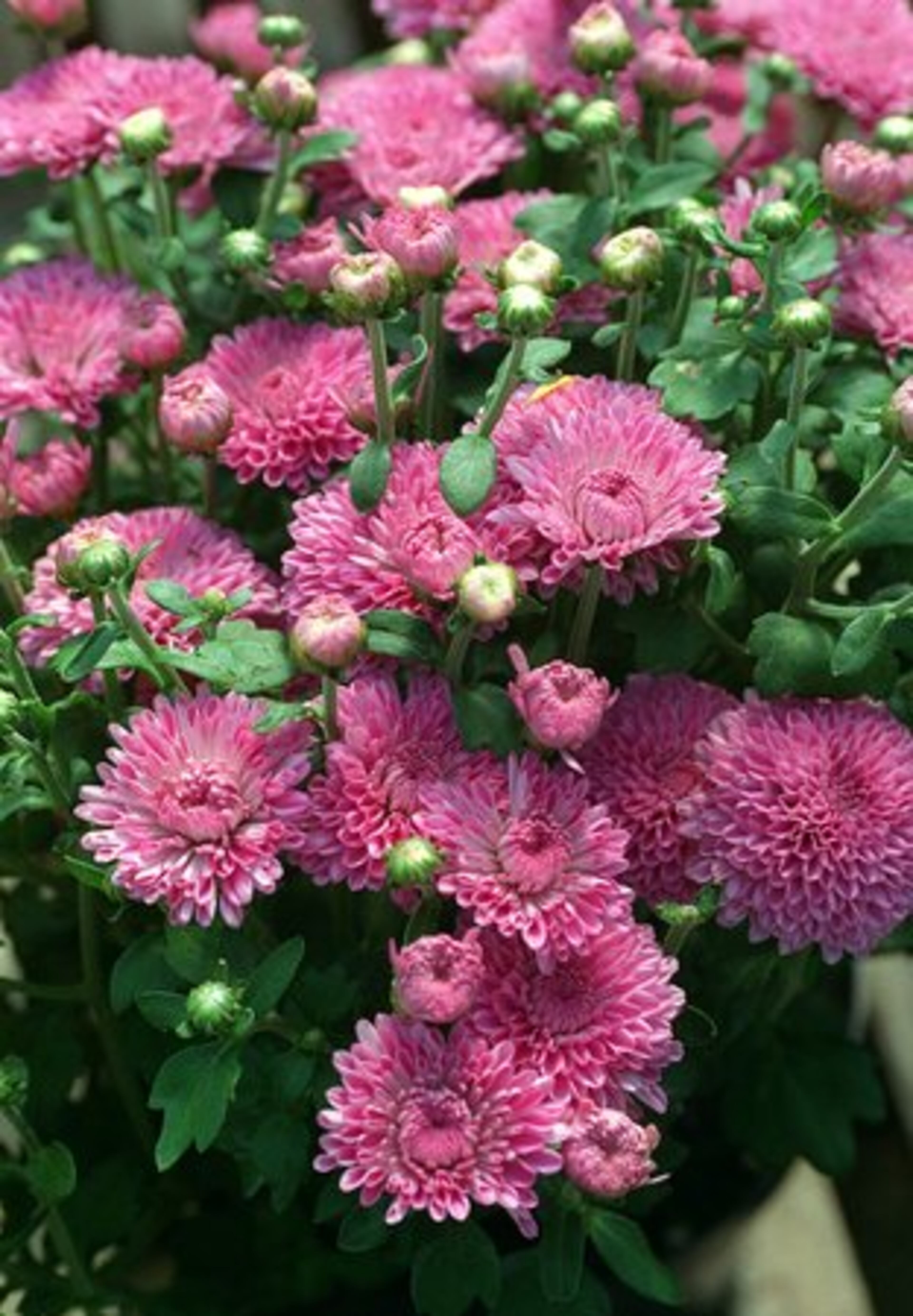 Chrysanthemums come in a variety of colors, and will complement almost any garden.