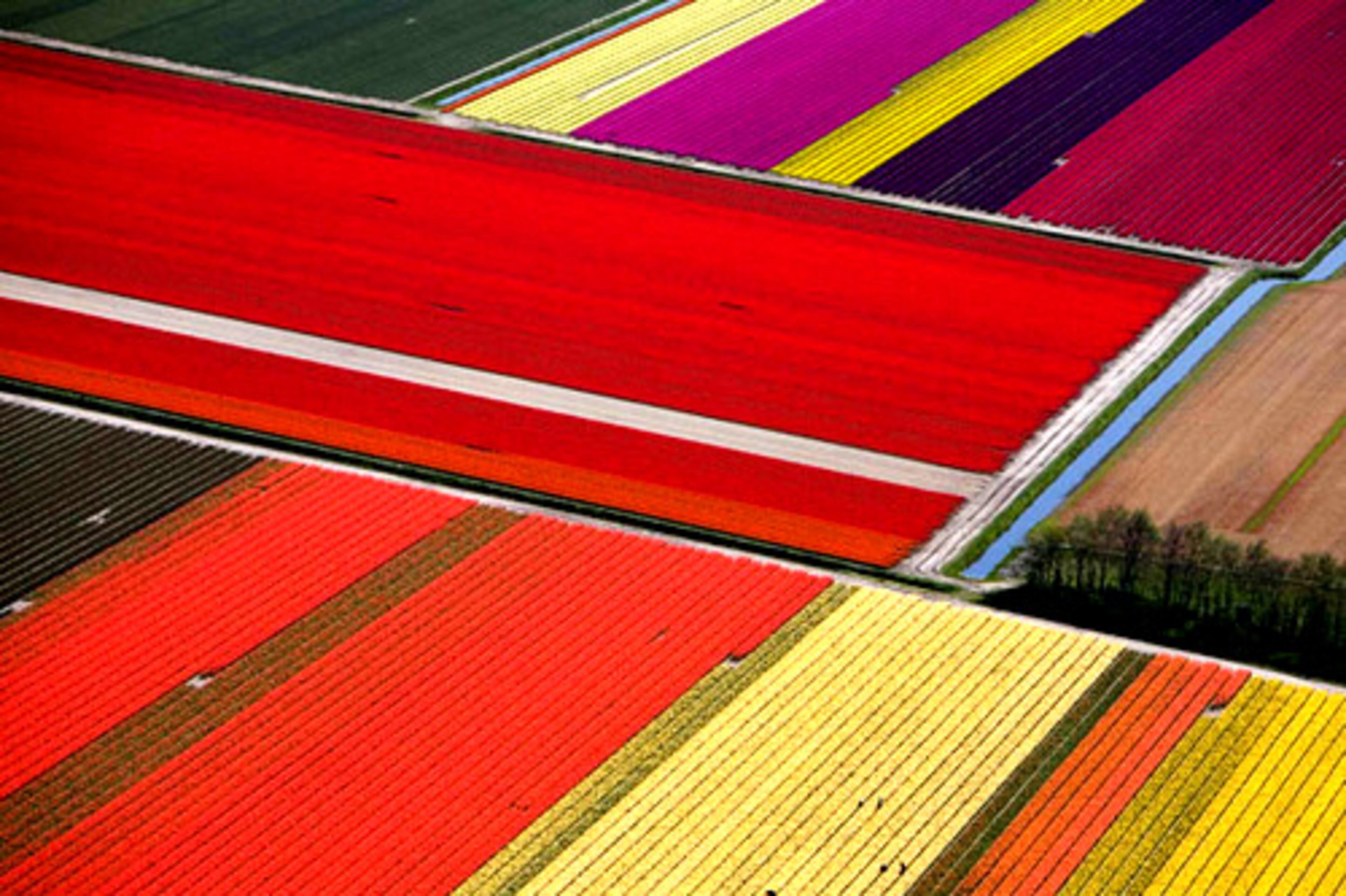 An aerial view of the colorful tulip fields in northern Netherlands on Monday shows how they are left outside to flower for the cultivation of bulbs. Flowers are a symbol of the country and one of its major exports.