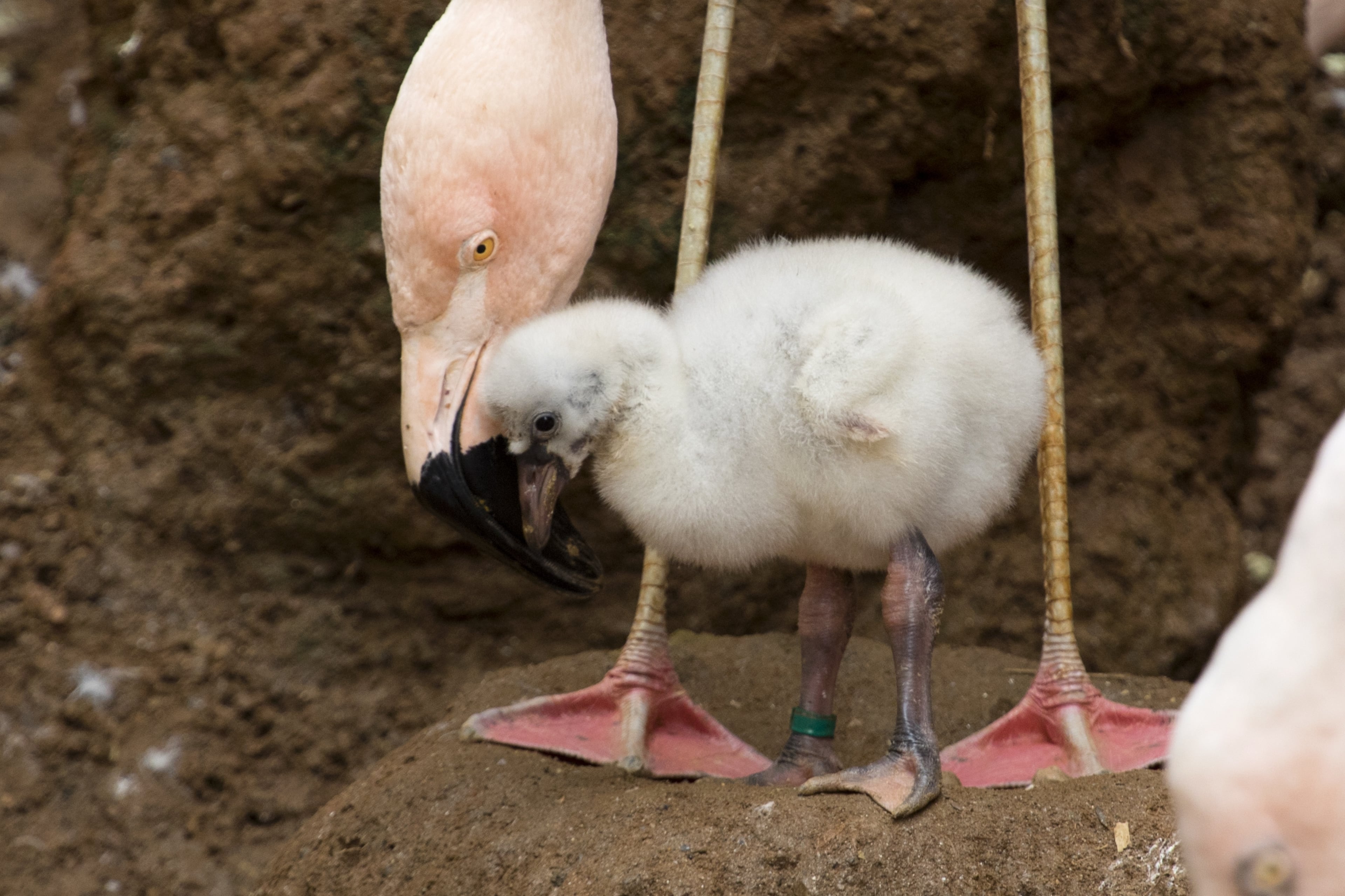Both male and female flamingos produce a substance called “crop milk” that they feed to their young. Photo: courtesy Zoo Atlanta