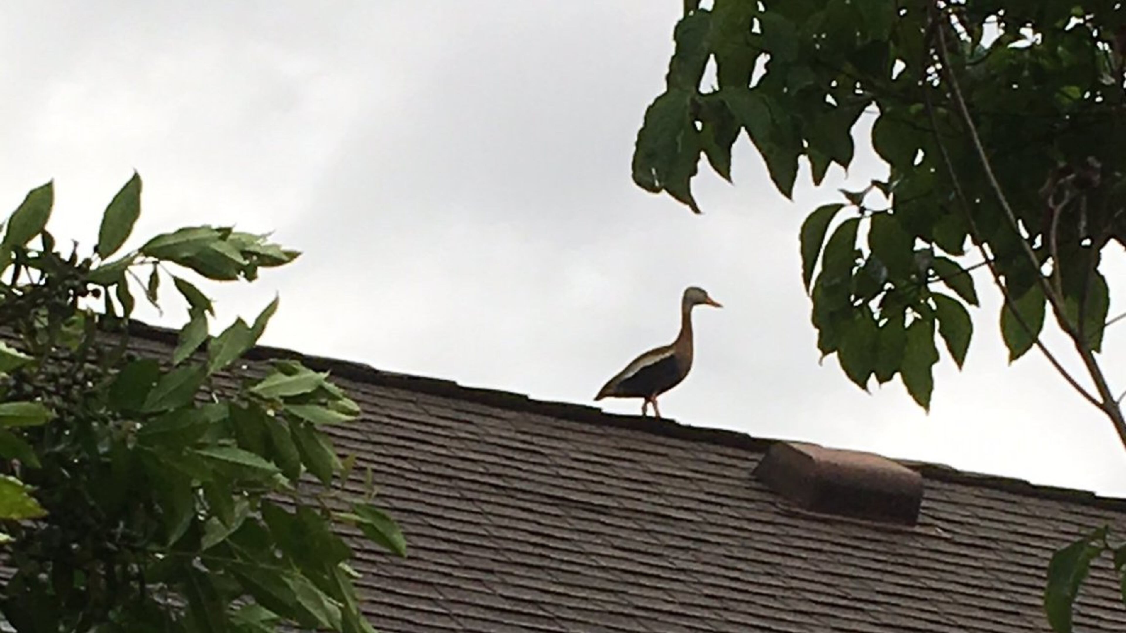 I took the picture of ducks on the roof on a house we own in South Georgia,” wrote Ken Suggs. “They were later identified as Black Breasted Whistling Ducks, a duck not common to Georgia.”