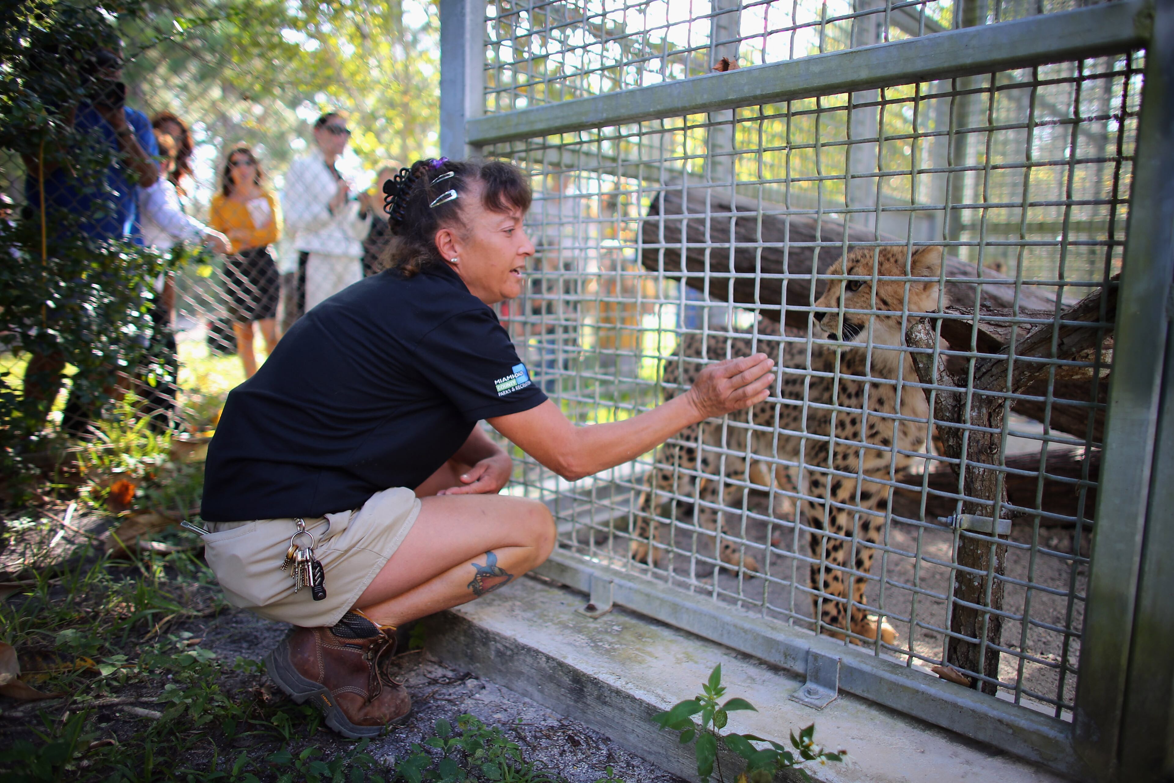 Leanne Brady interacts with one of two 9-month old Cheetahs after it was released into a quarantine facility at Zoo Miami. Zoo Miami is the largest and oldest zoological garden in Florida. It houses more than 1,200 wild animals and is a free-range zoo. Its climate allows it to keep a wide variety of animals from Asia, Australia and Africa like no other zoo in the country.
