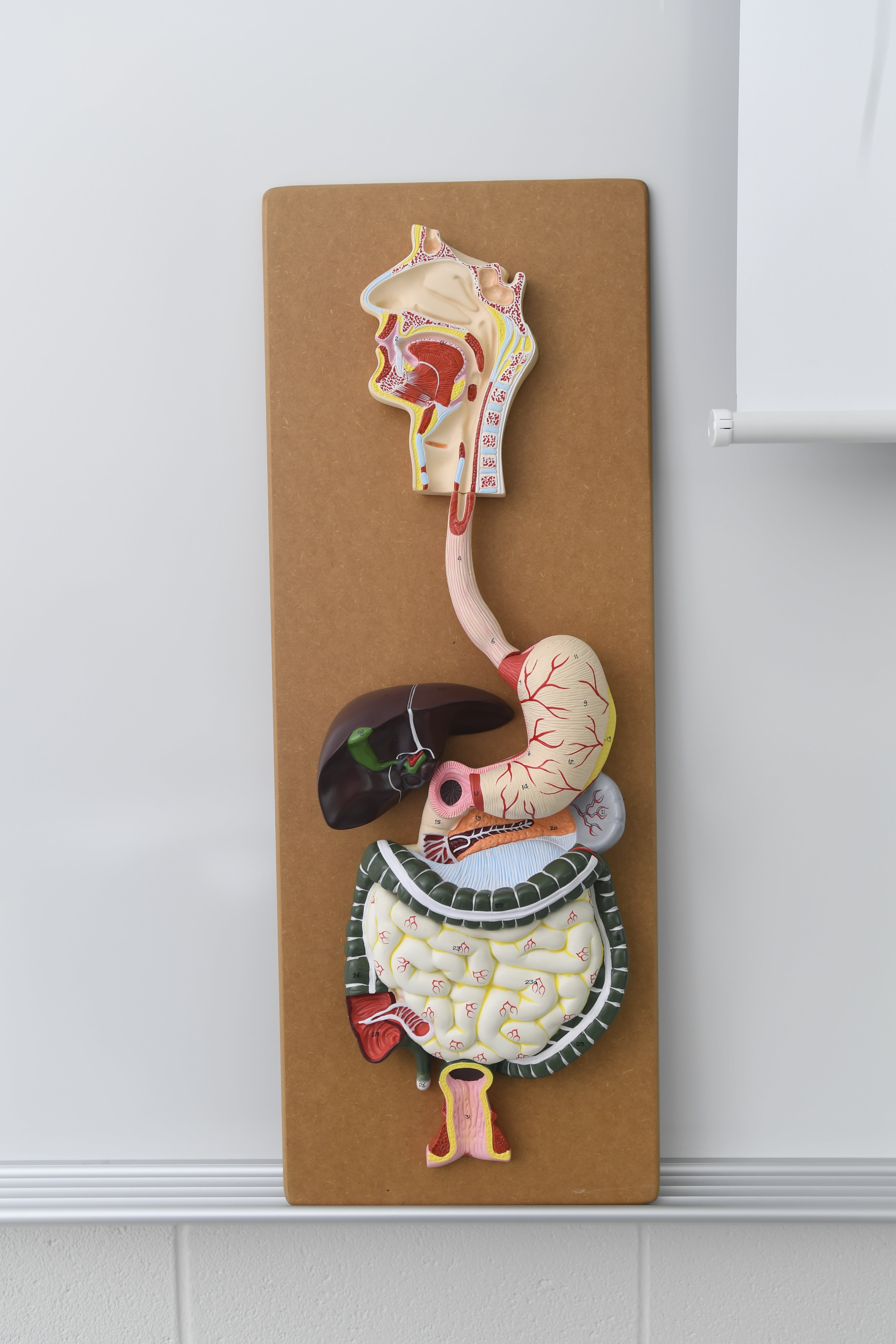 Elements in the health science simulator lab are shown â McClure Health Science High School is the newest Gwinnett County High School. We tour the facilities and talk to school board and administrators about the need for this school and expectations.
JOHN AMIS / SPECIAL TO THE AJC