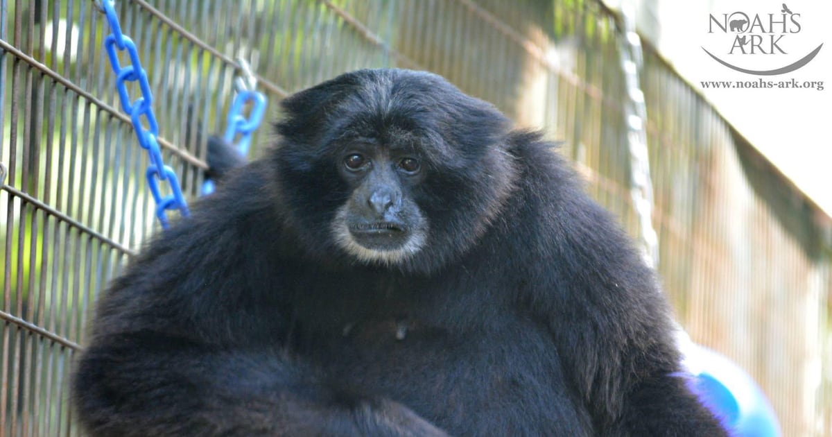 Headline-making primate dies at 50 years old at sanctuary in Locust Grove Headline-making primate dies at 50 years old at sanctuary in Locust Grove