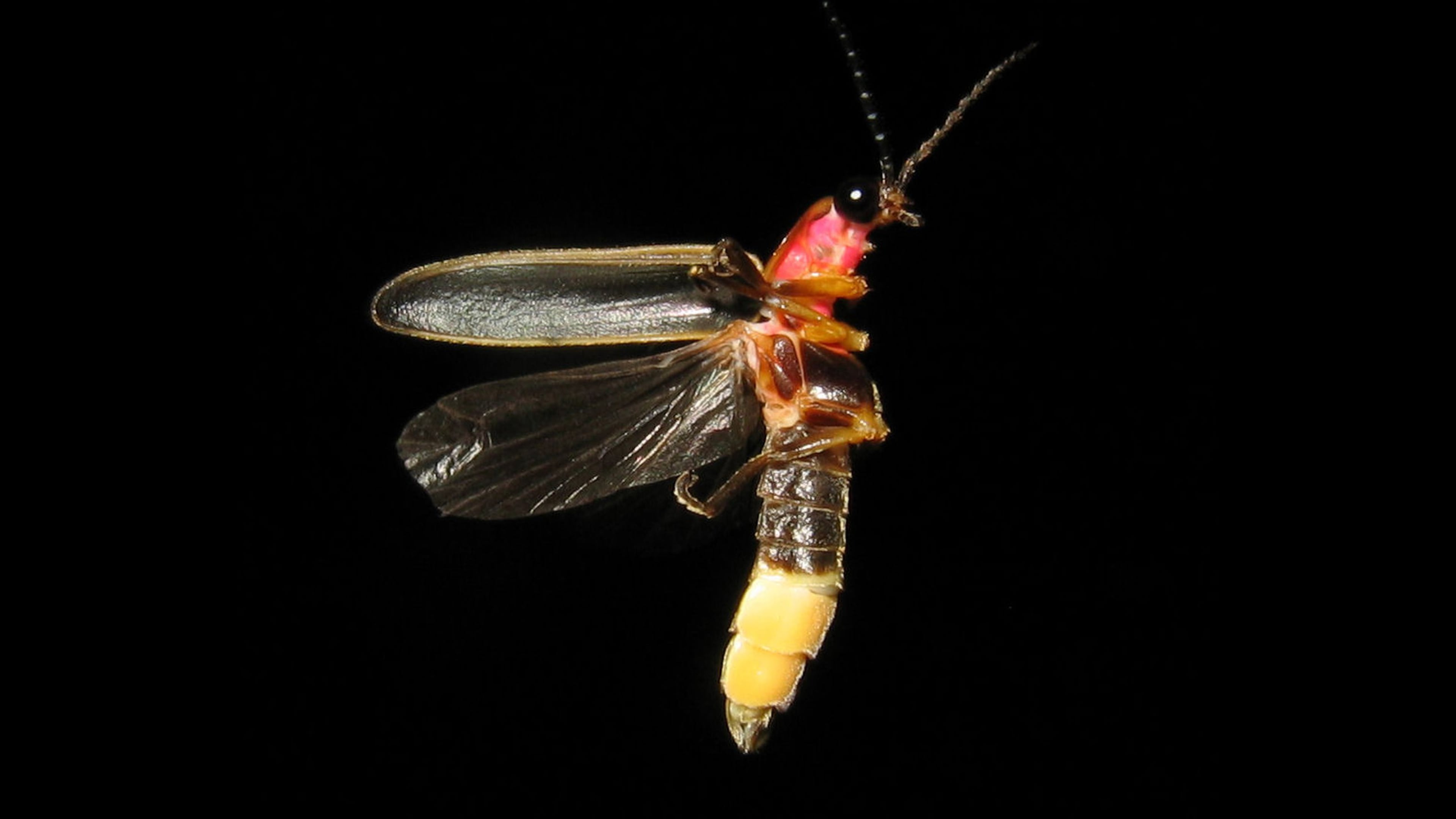 The common eastern firefly is one of the most common firefly species in Georgia, which is home to 56 species of the insects. Firefly populations are dwindling for a variety of reasons, including light pollution. CONTRIBUTED BY ART FARMER / CREATIVE COMMONS