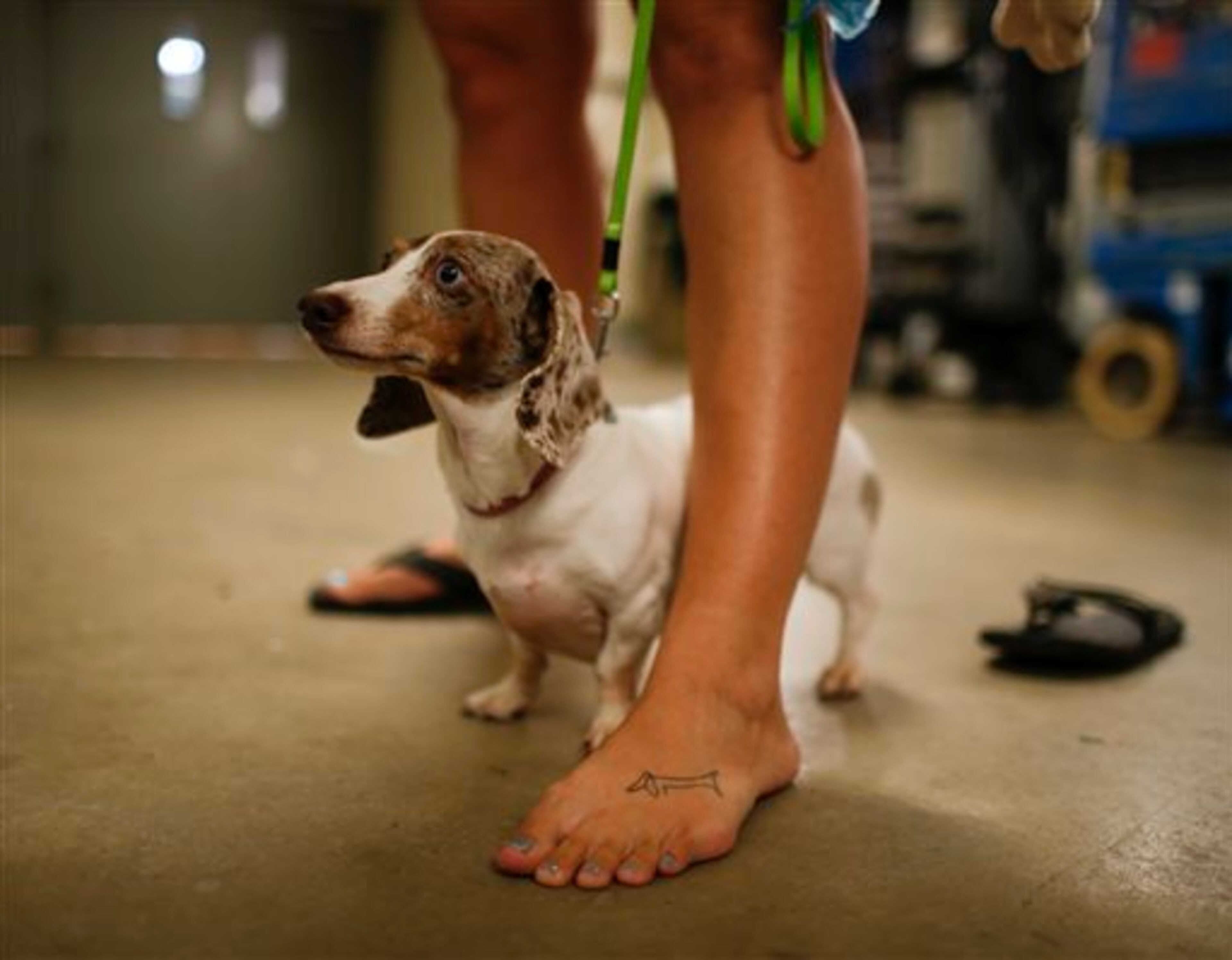 Harlie stood at his owner's feet before getting her racing silks on Monday, Sept. 1, 2014, at Canterbury Park, in Shakopee, Minn. Canterbury Park hosted their annual Labor Day Wiener Dog Wars in which dogs competed in seven races on the horse track for the title of Grand Champion. (AP Photo/The Star Tribune, Jeff Wheeler)