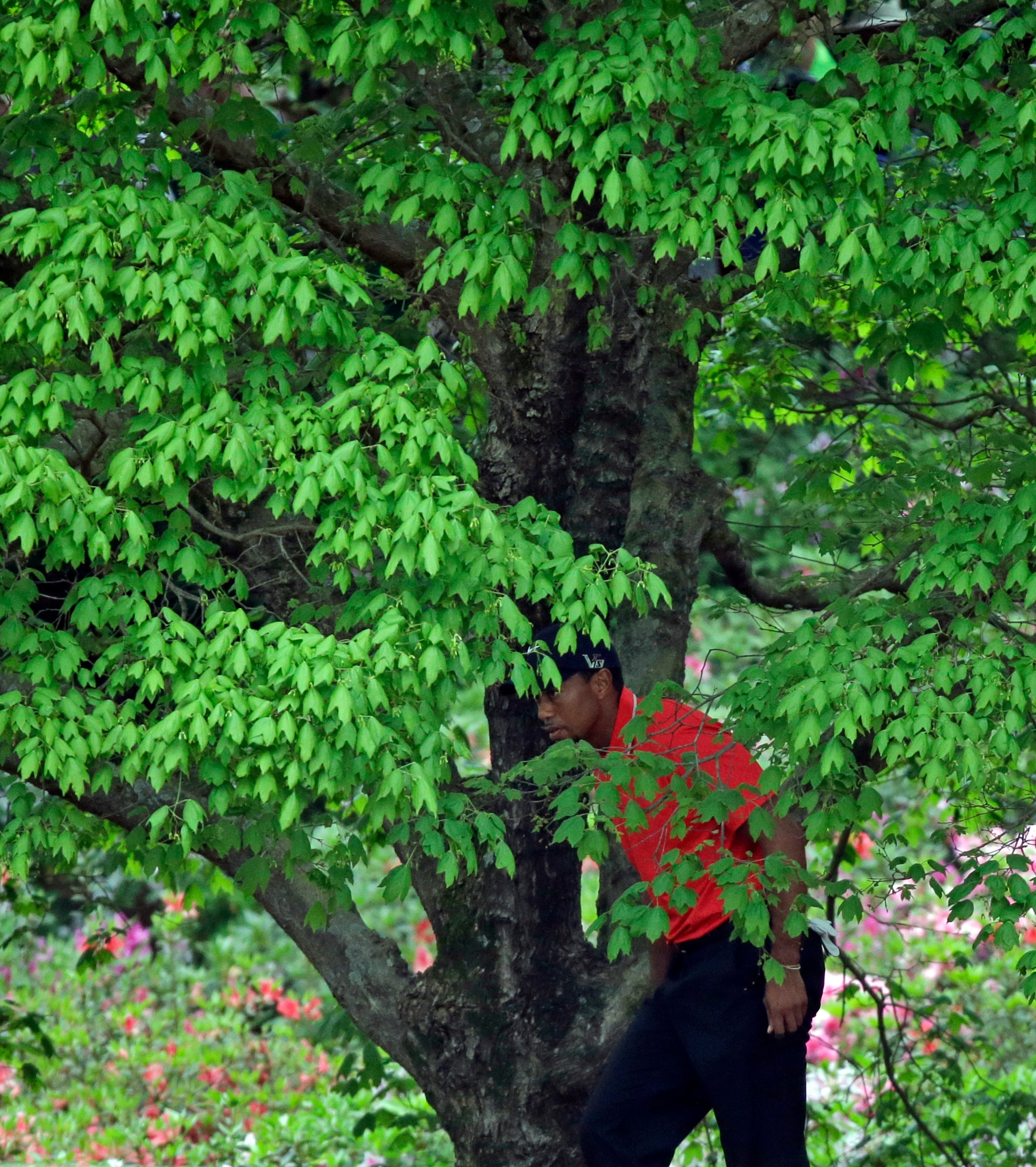 Tiger Woods walks out of the bushes after hitting out of the rough off the second fairway.