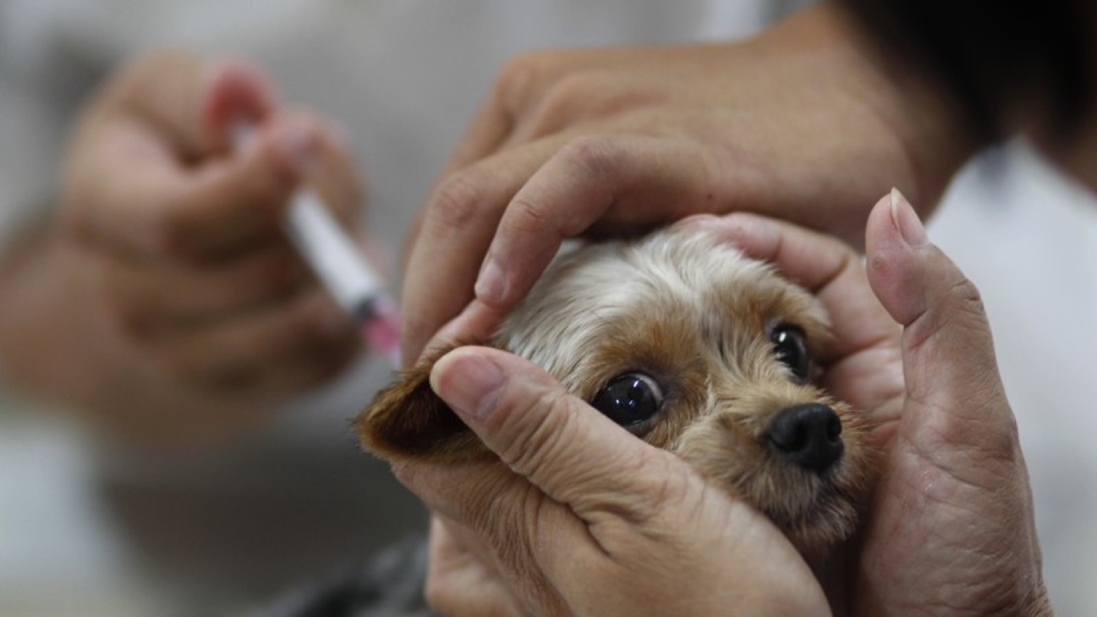 The Gwinnett County Sheriff’s Office and Gwinnett County Animal Welfare are offering low-cost pet vaccinations.