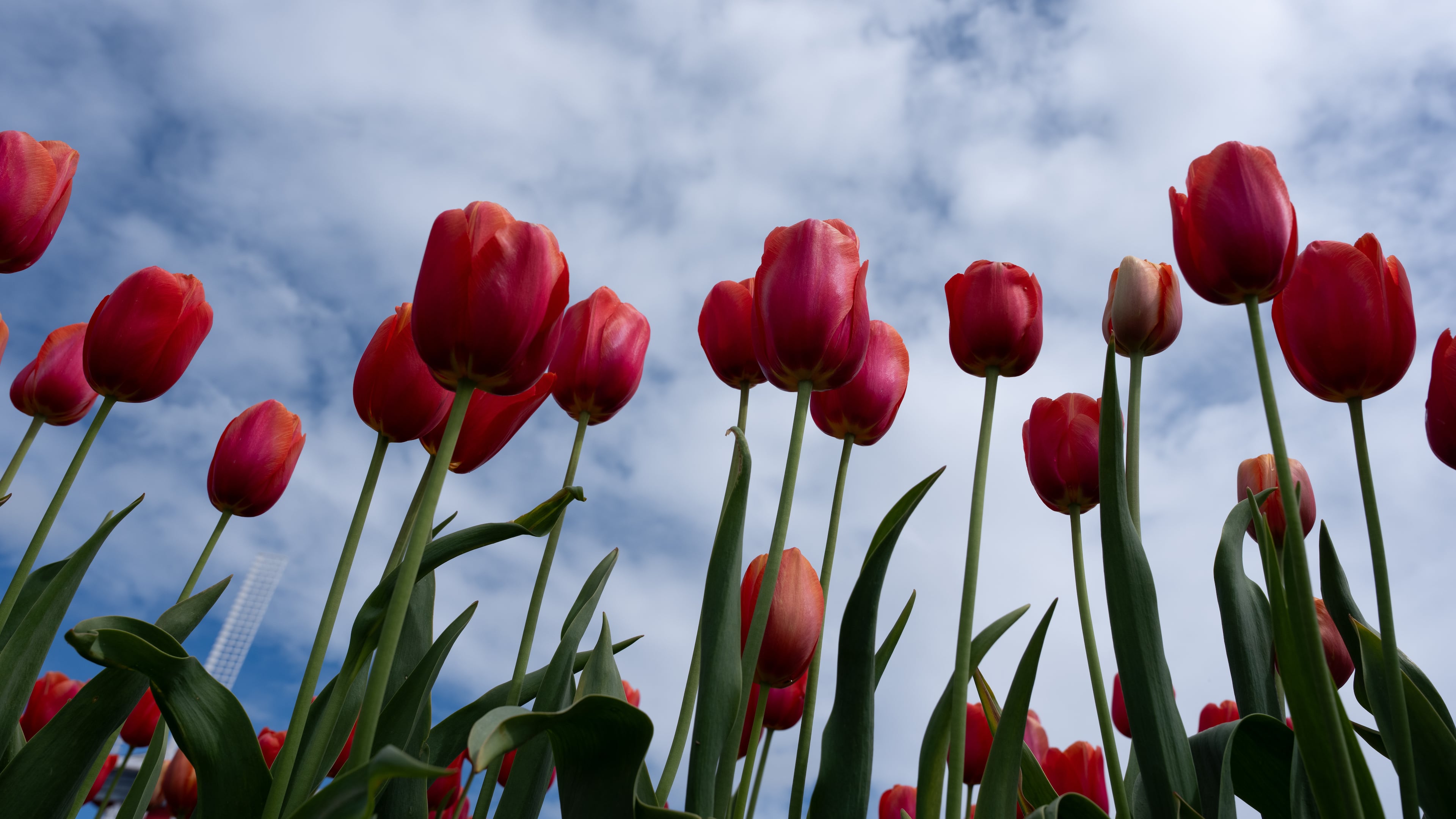 FILE - Tulips stand at the Wooden Shoe Tulip Farm in Woodburn, Ore., April 11, 2026. (AP Photo/Jenny Kane, File)